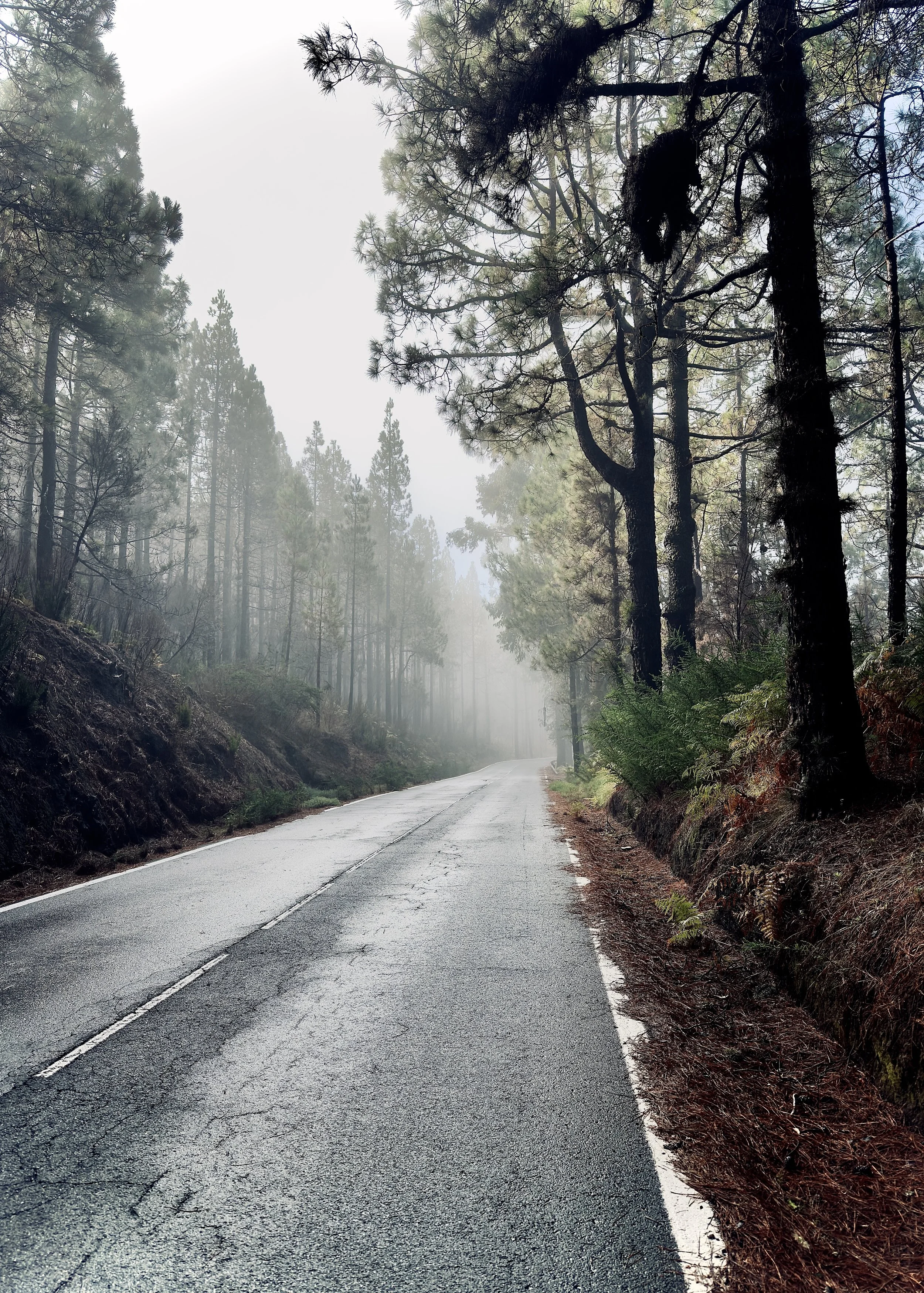 Eine kurvige Straße führt durch einen nebligen Wald mit hohen Bäumen. Der Asphalt ist nass, und es herrscht eine ruhige, mystische Atmosphäre.