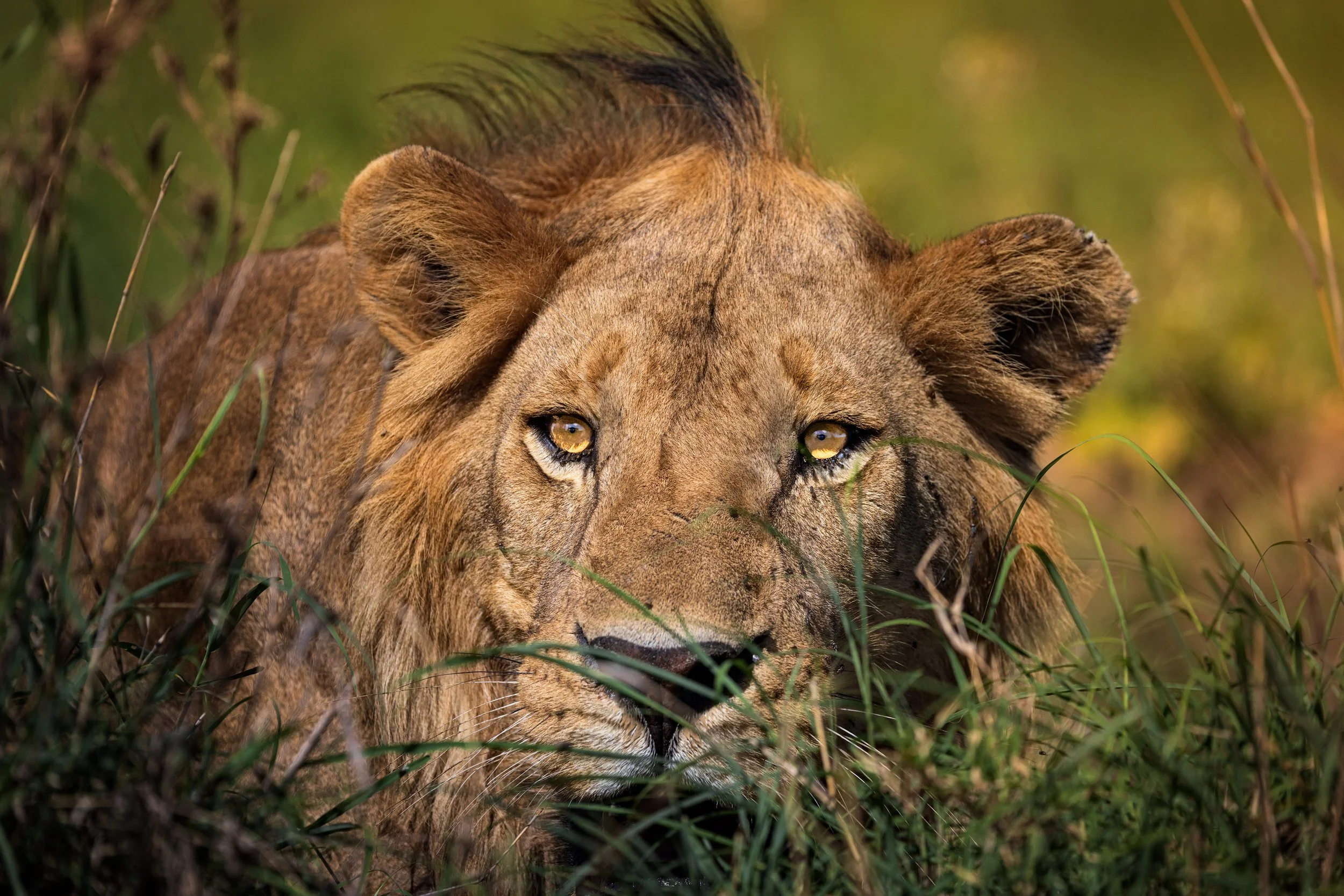 Wildlife-28