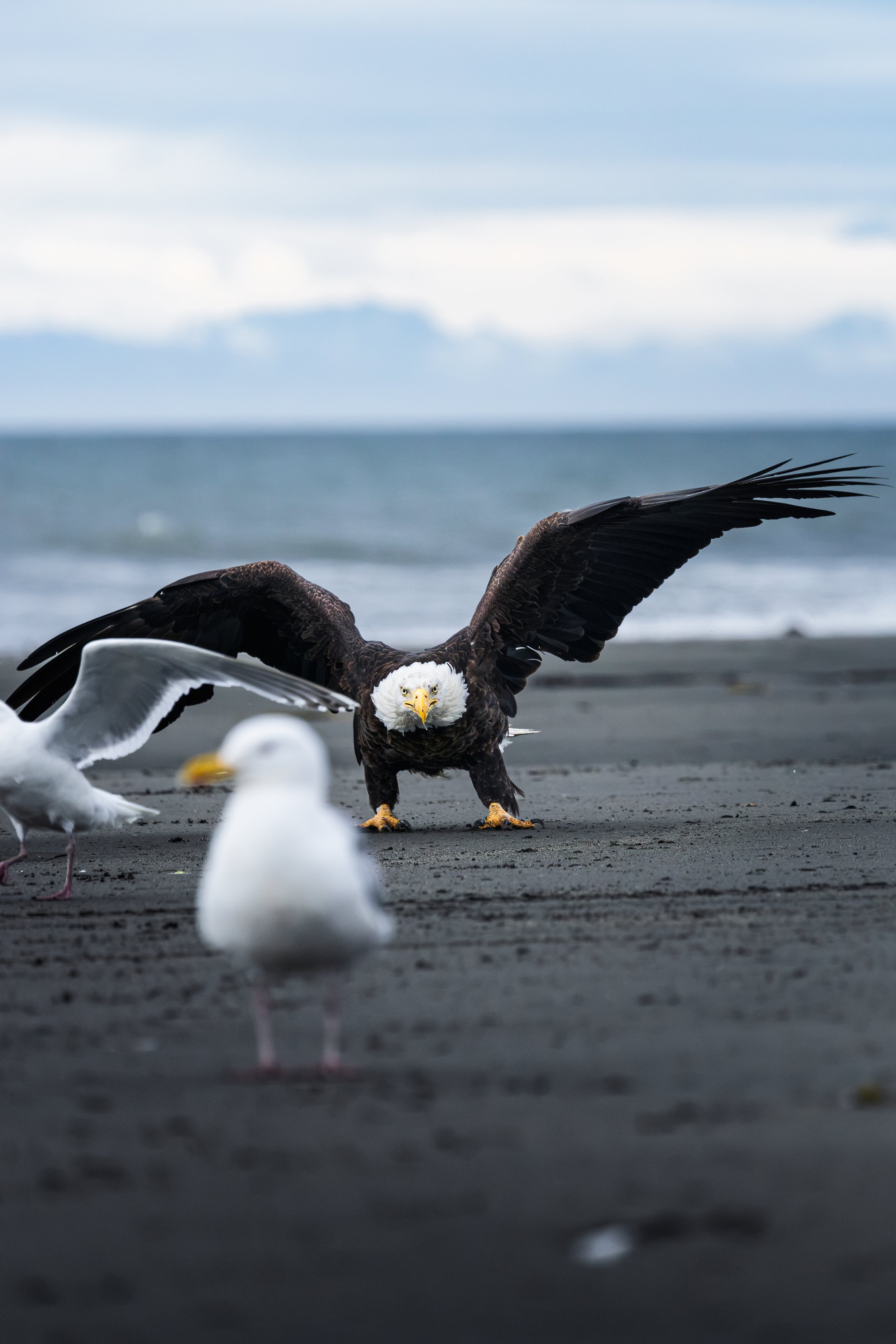 Wildlife-48.jpg