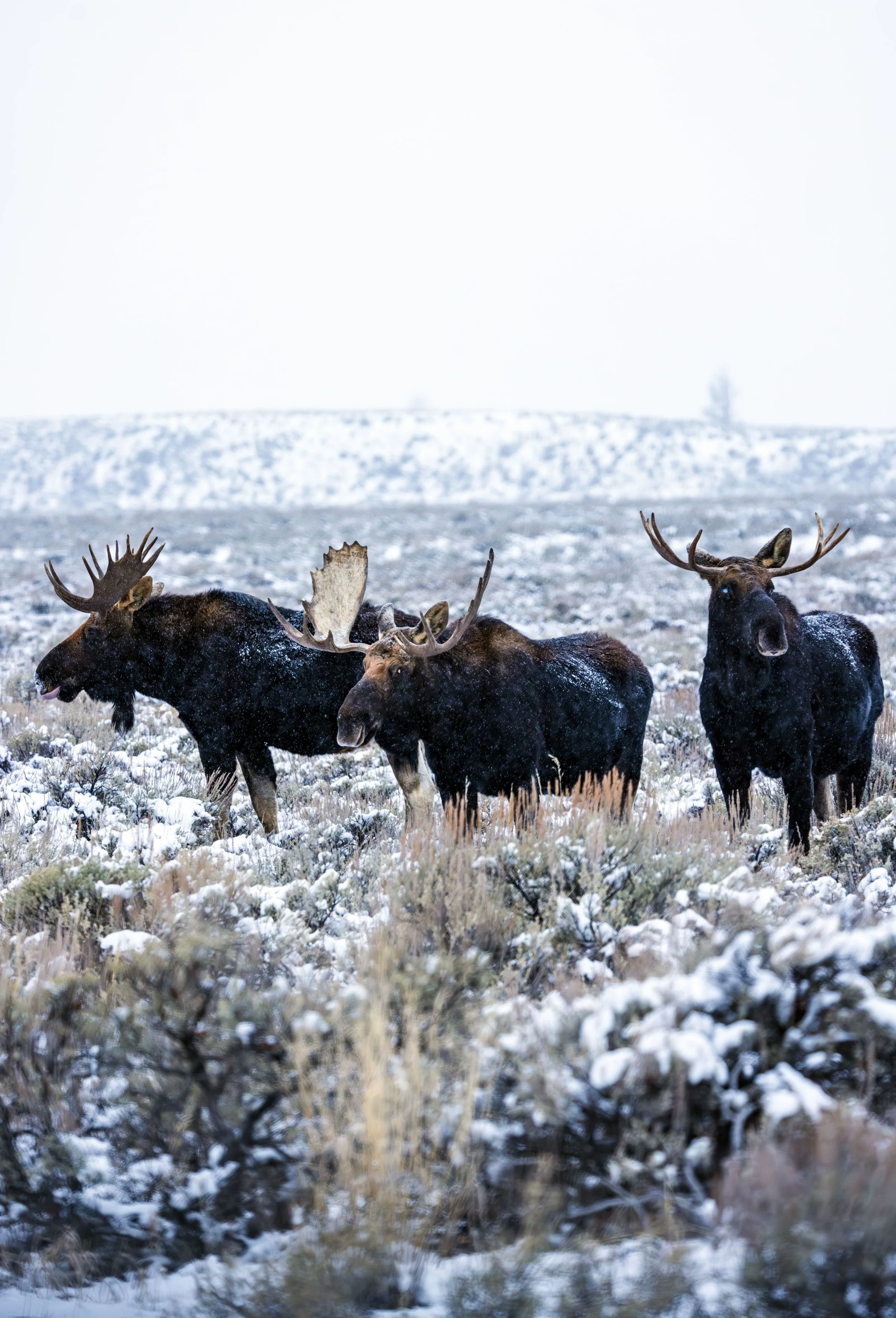 Wildlife-29.jpg