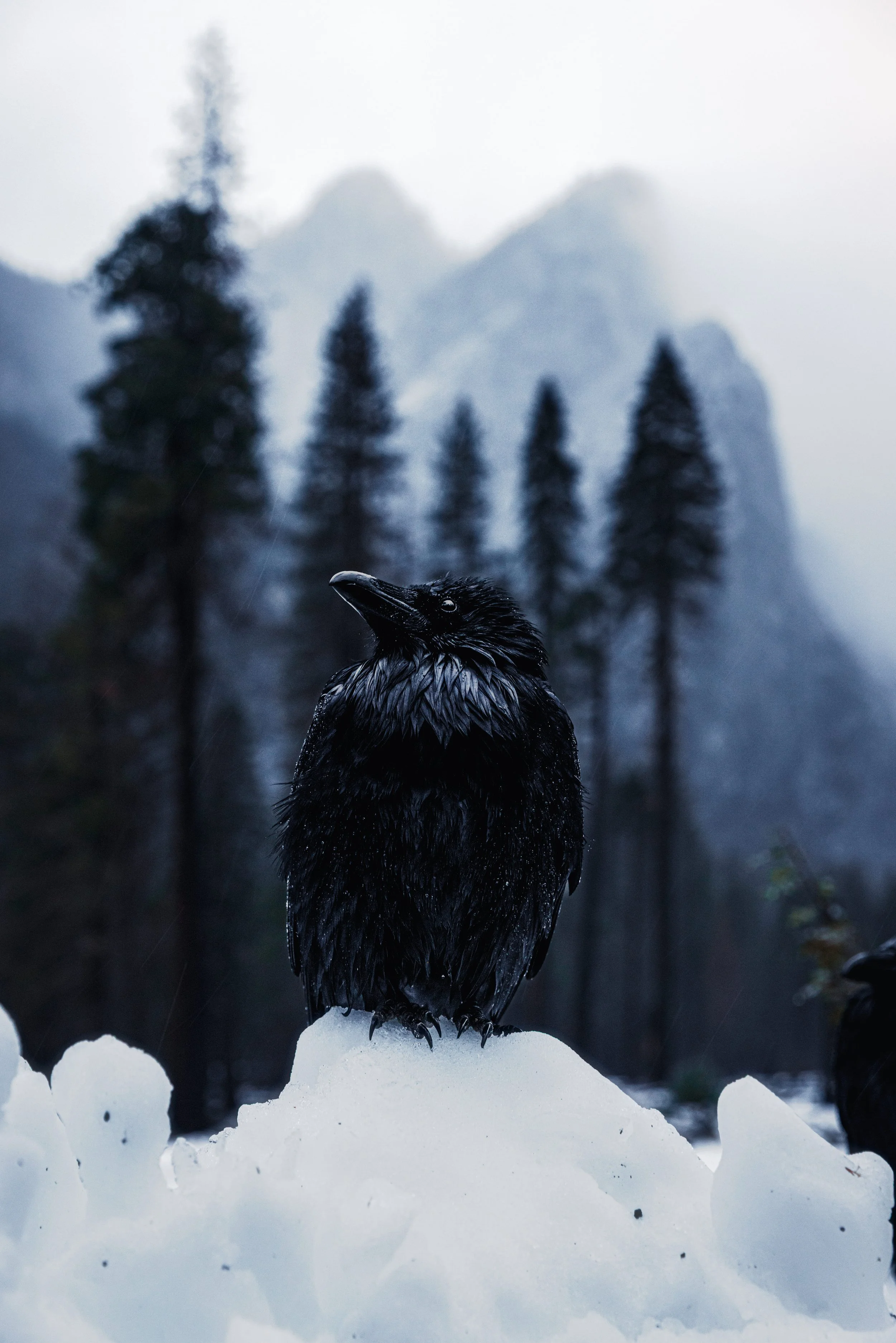 Yosemite-20.jpg