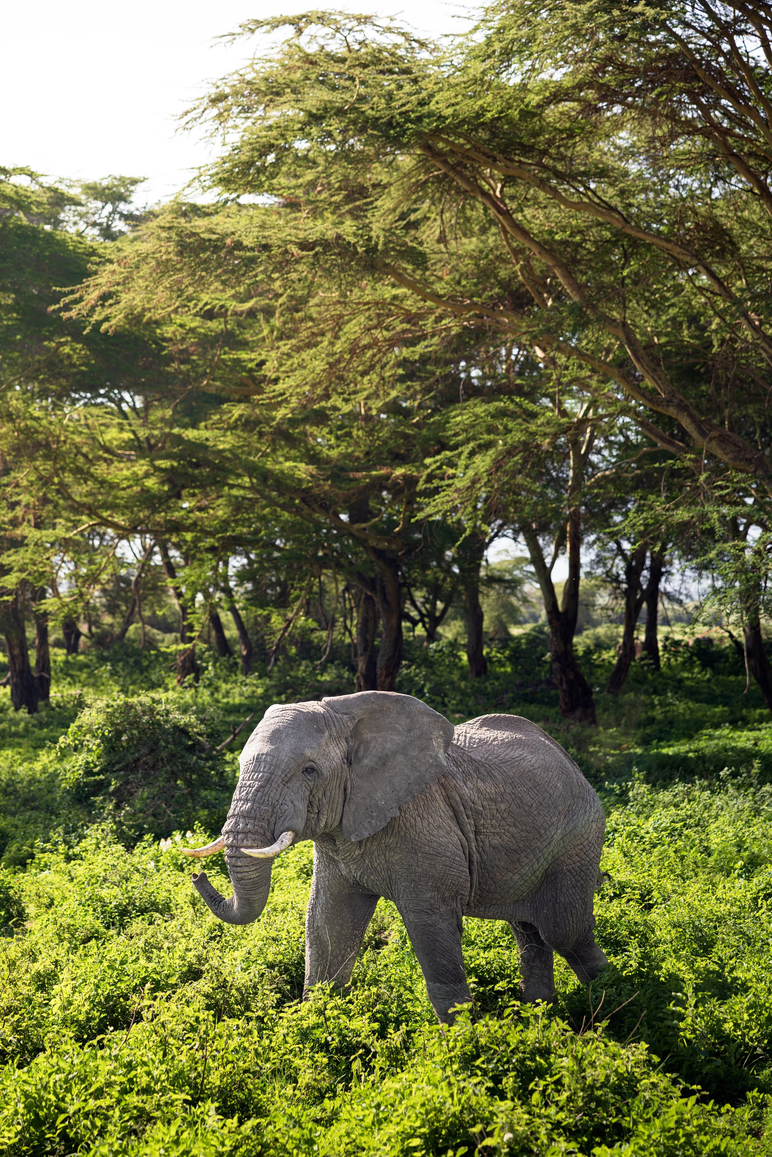 Wildlife-13.jpg