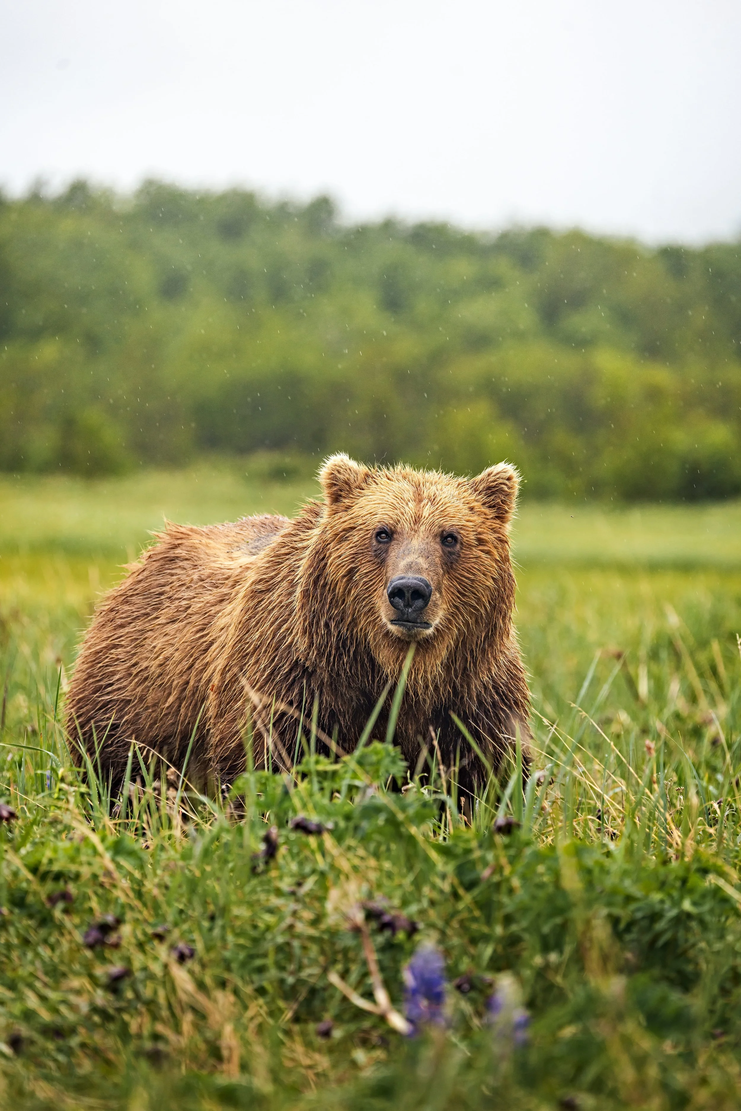 Wildlife-31.jpg