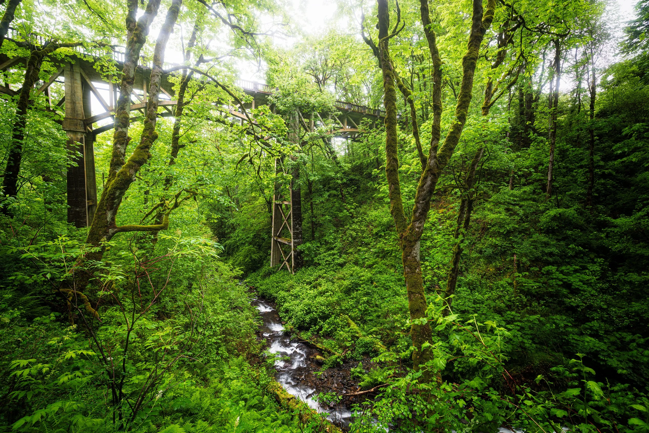 Oregon-4.jpg