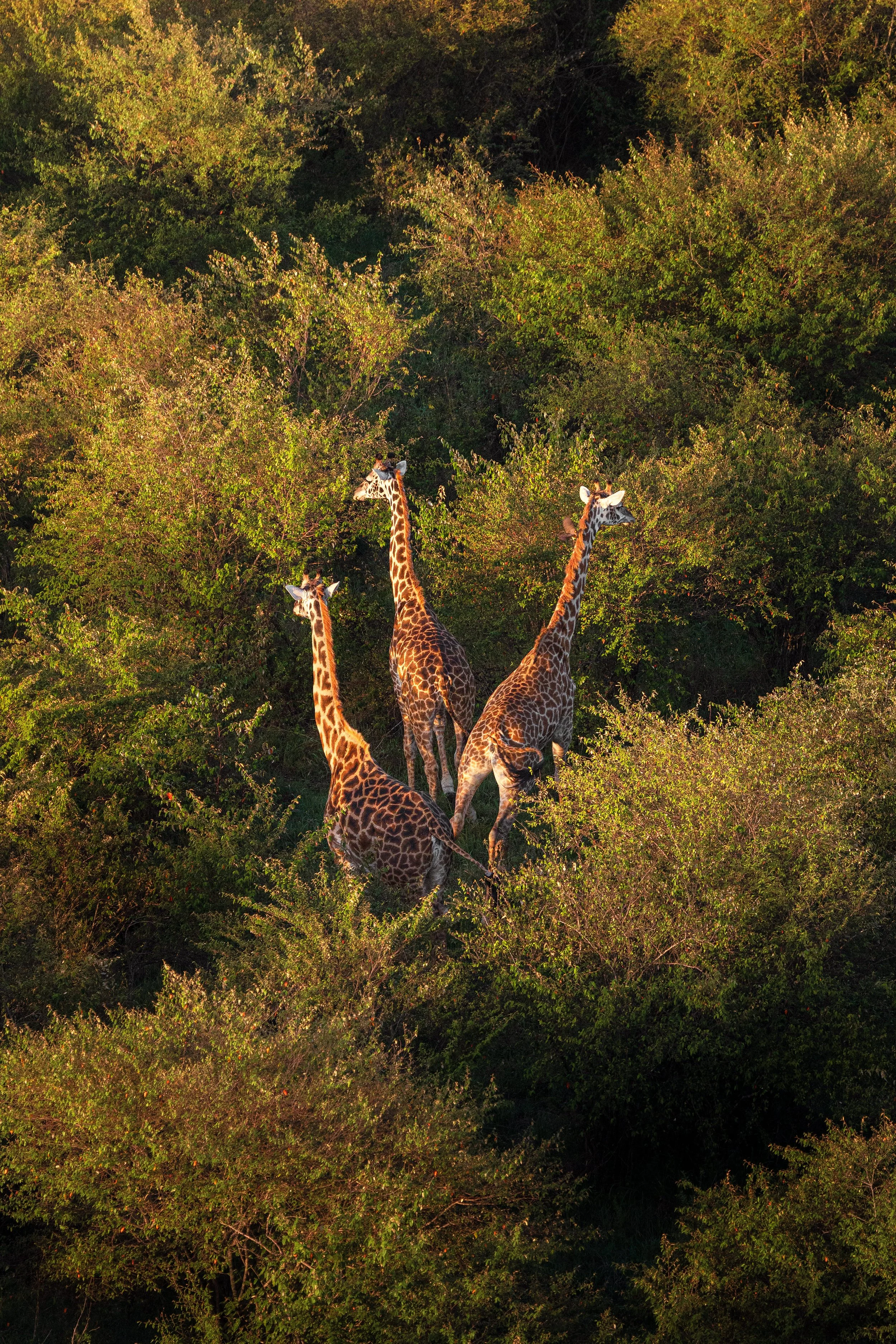 Wildlife-18.jpg