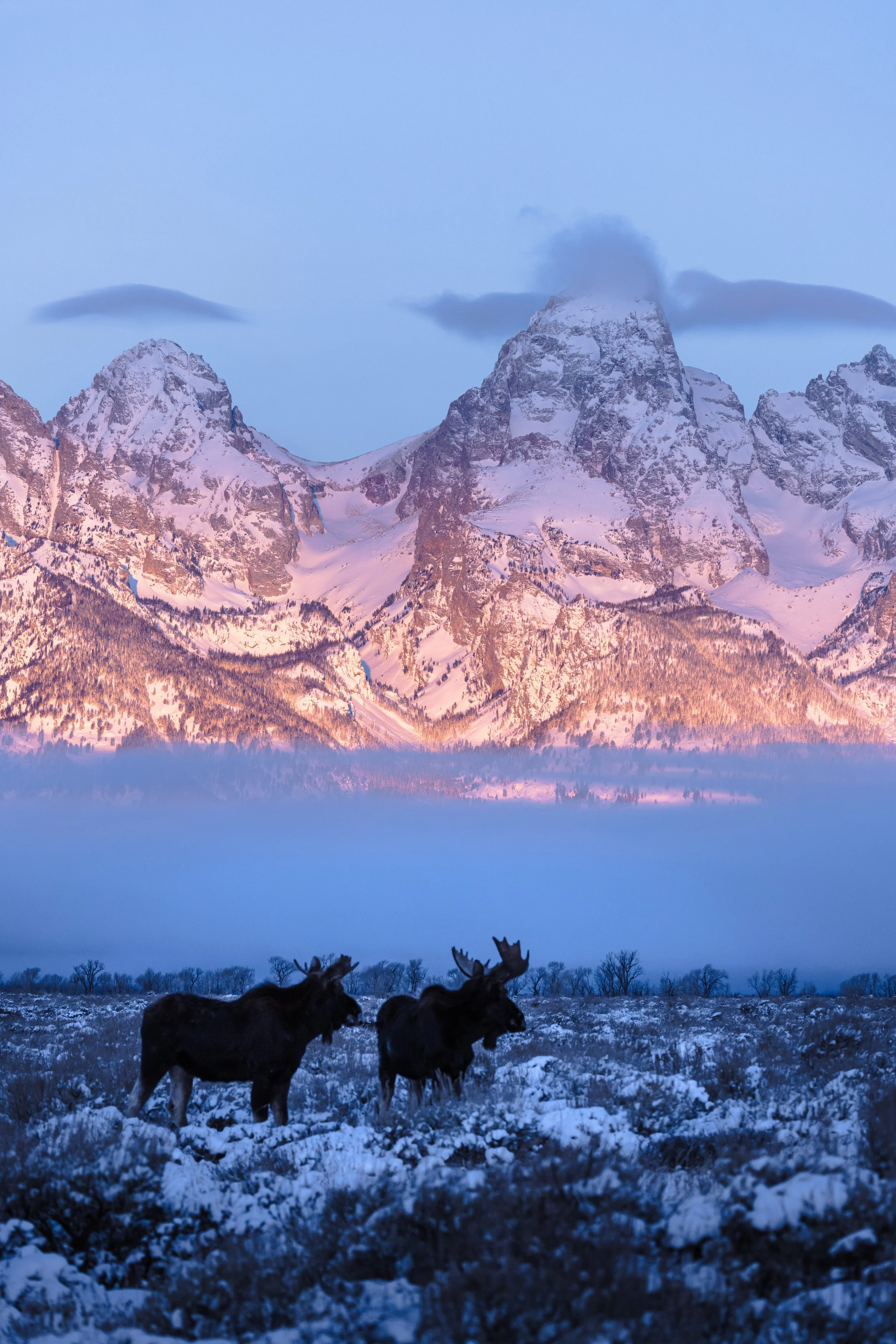 Wildlife-3.jpg