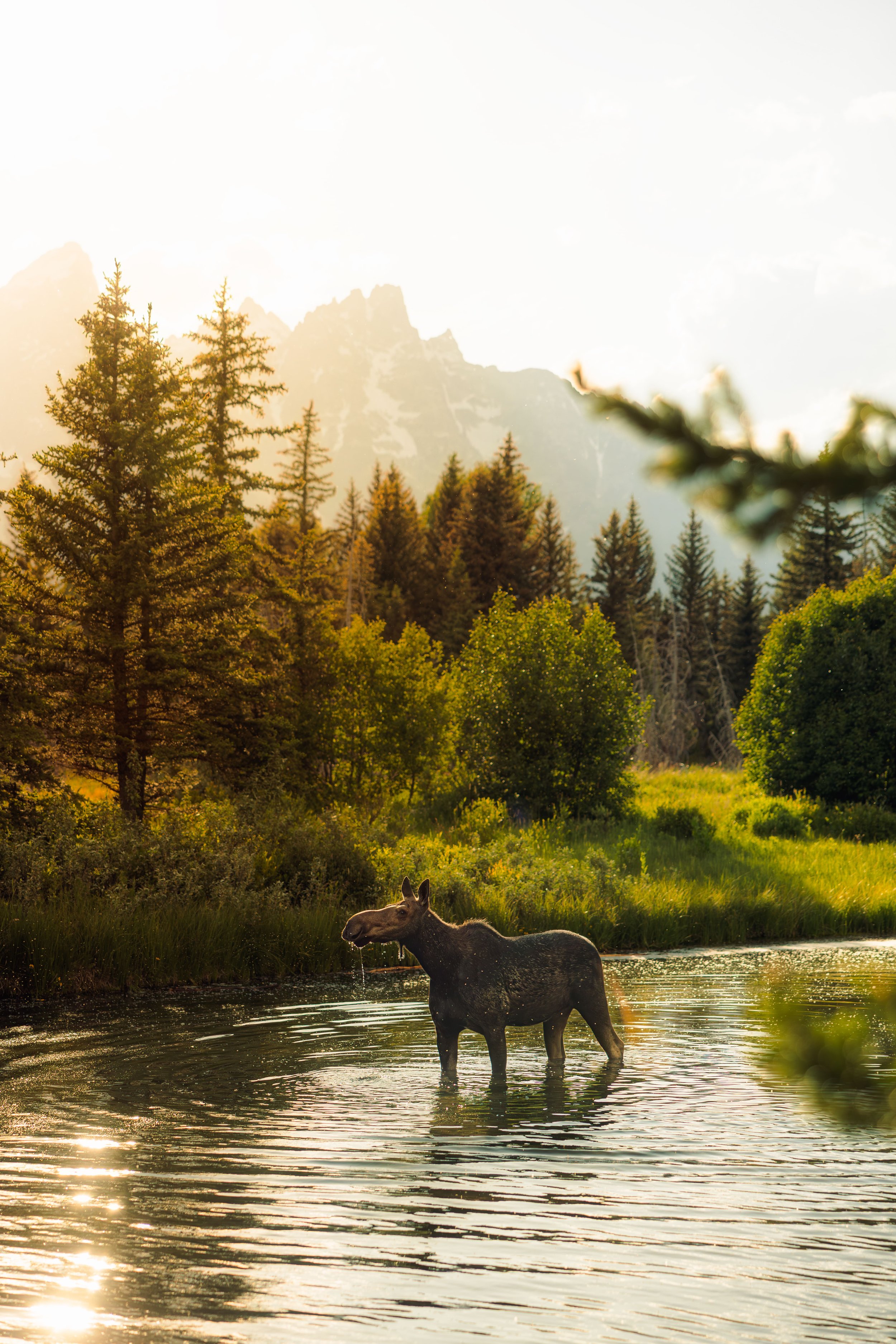 Wildlife-36.jpg