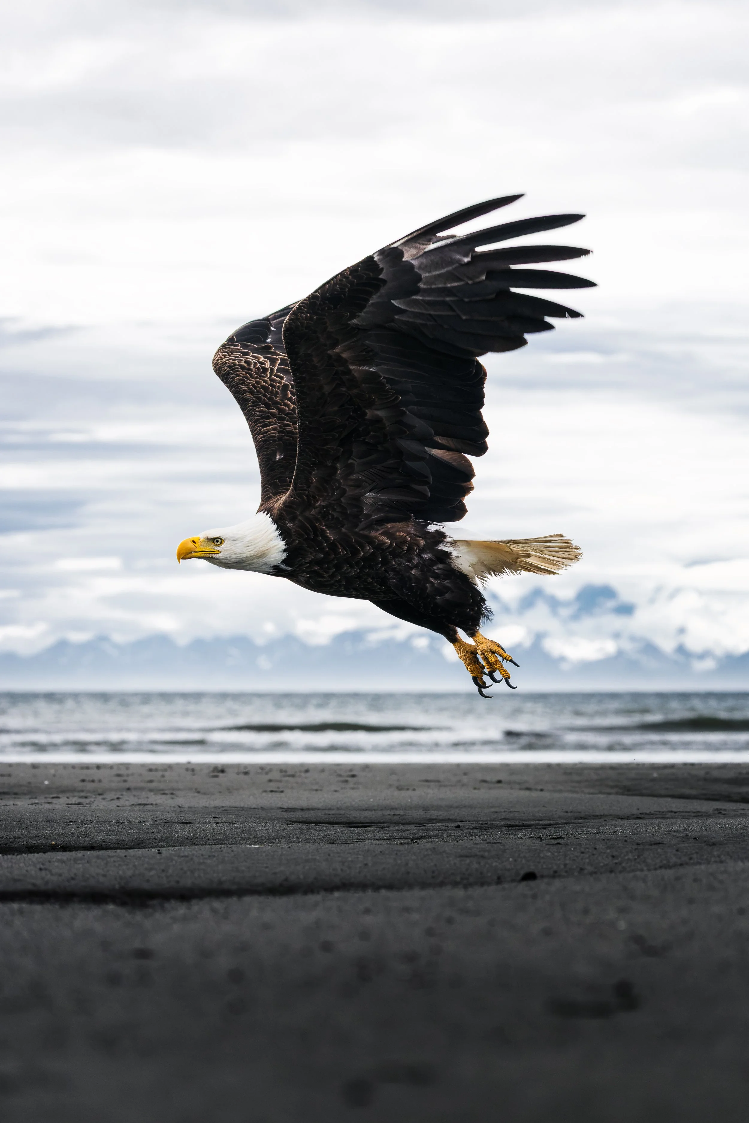 Wildlife-53.jpg