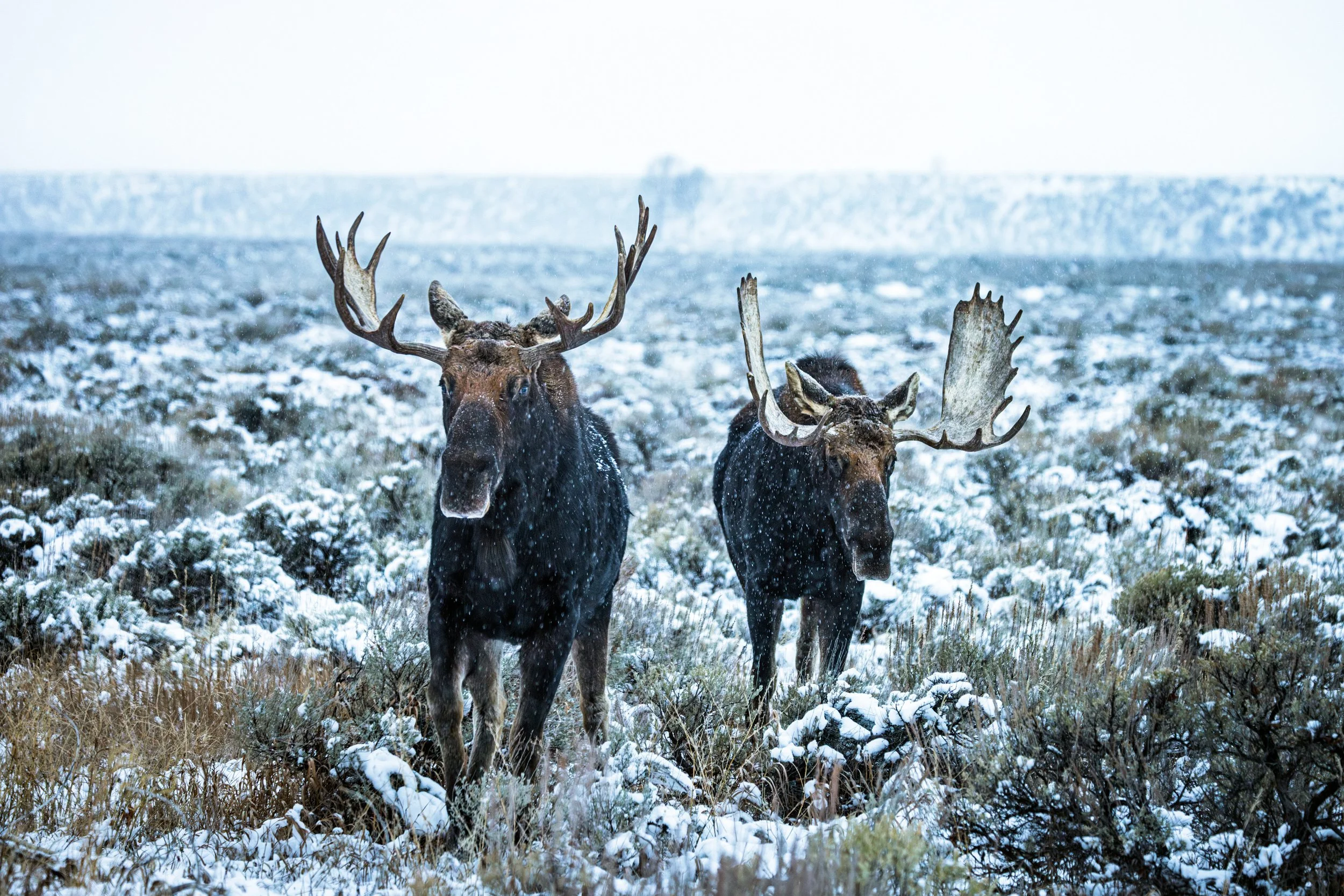 Wildlife-10.jpg