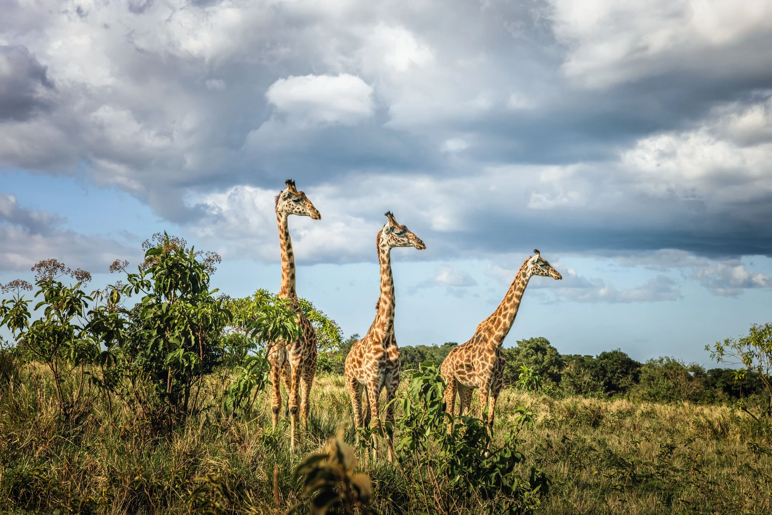 Wildlife-30.jpg