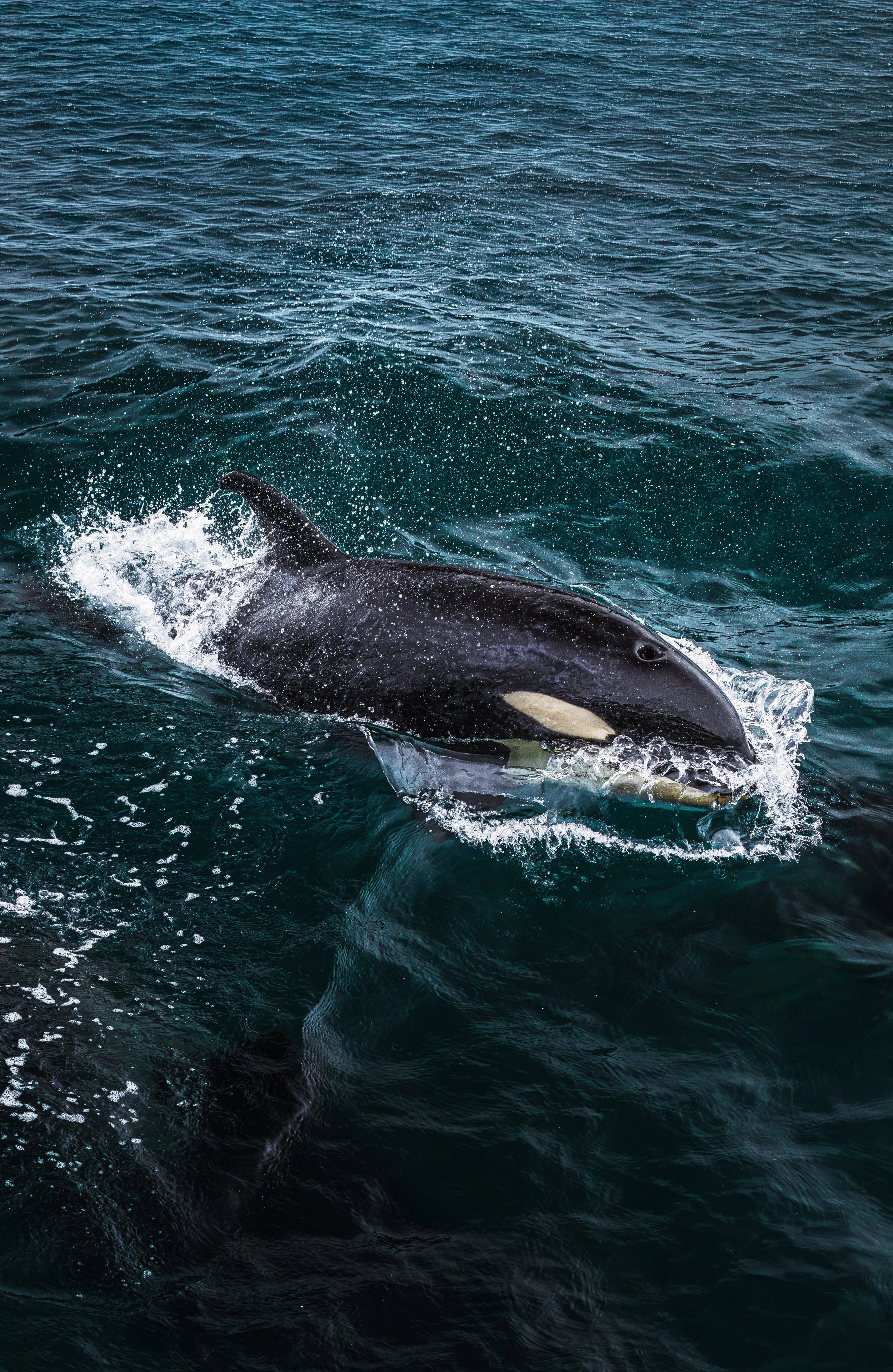 Wildlife-35.jpg