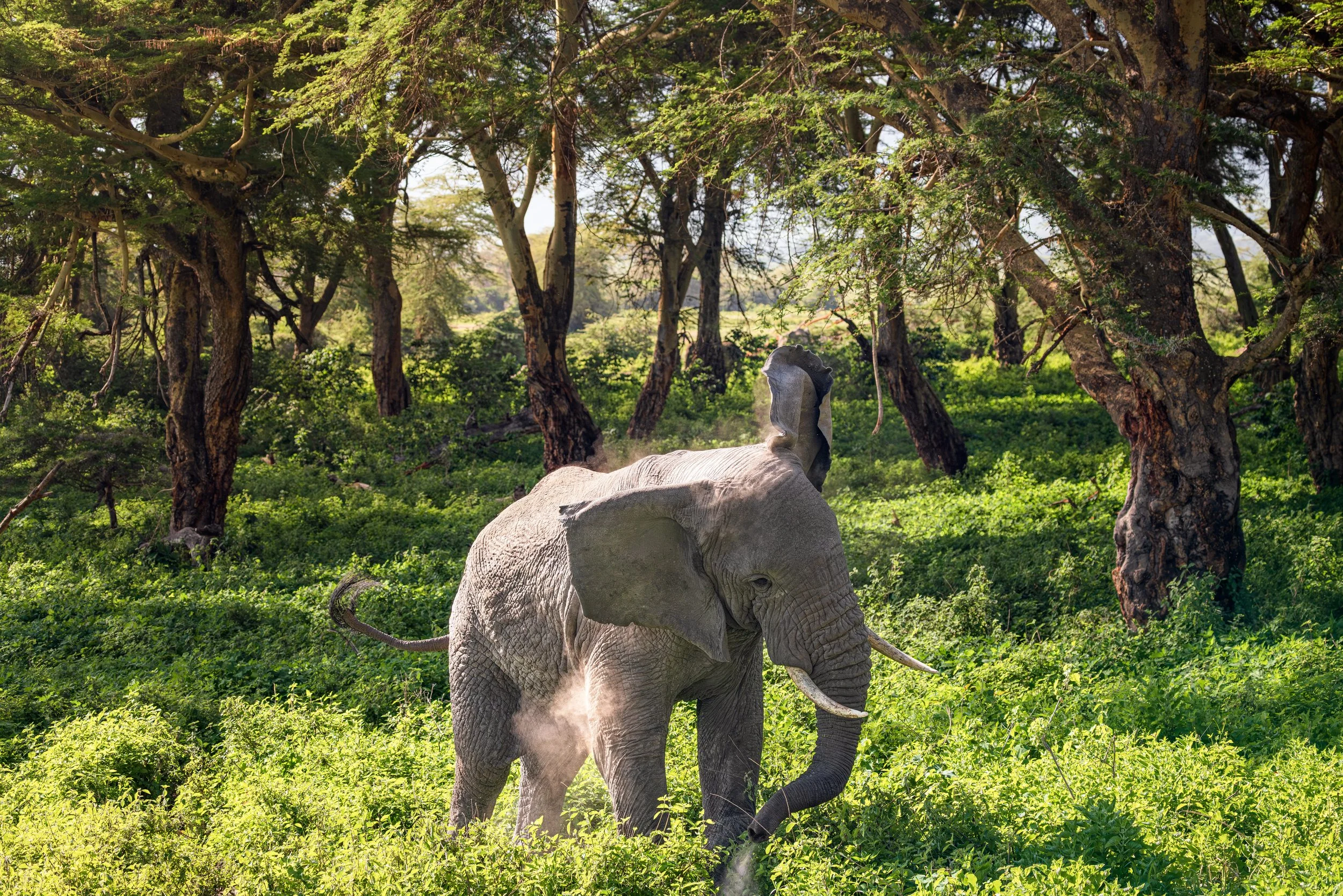 Wildlife-6.jpg