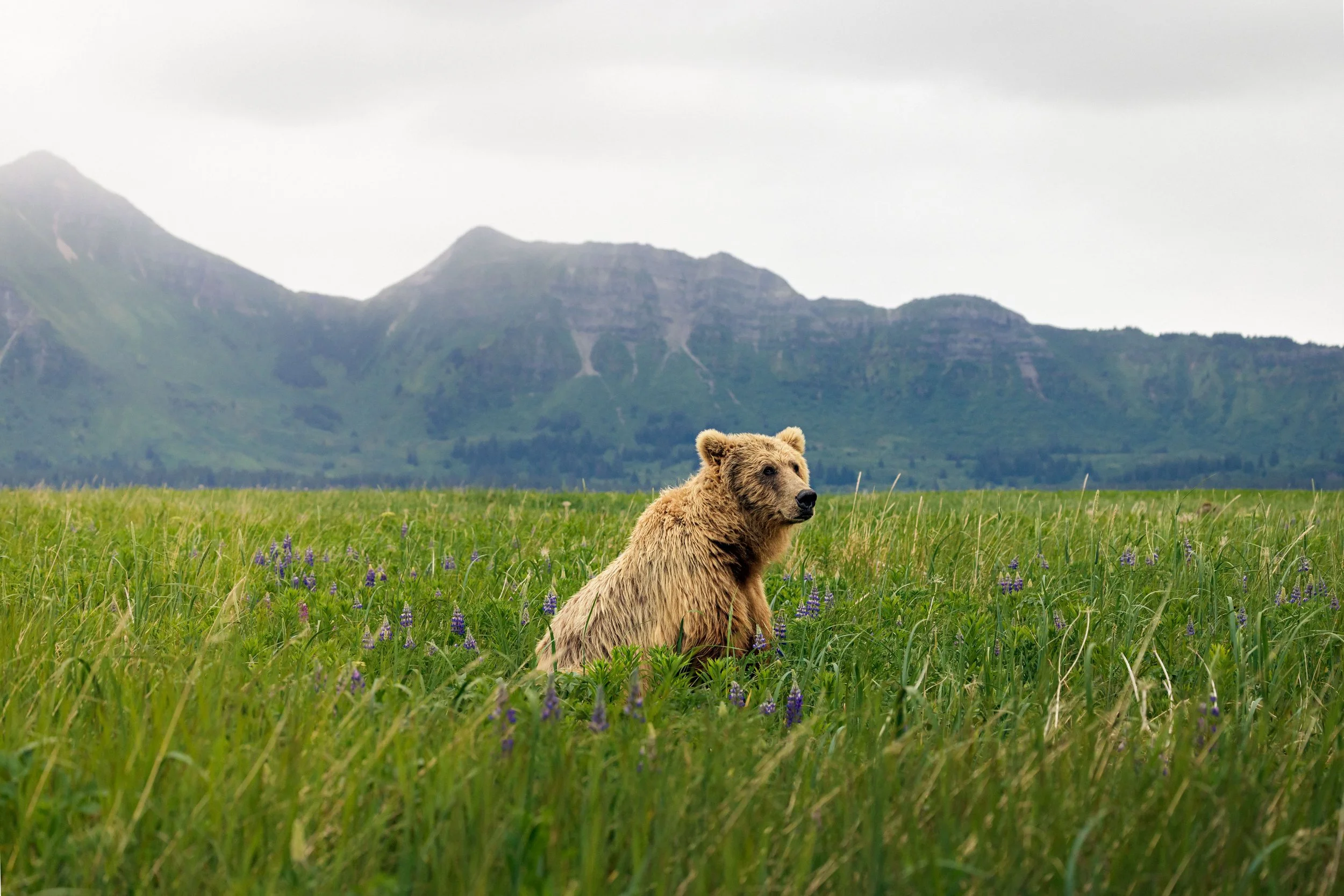 Wildlife-22.jpg