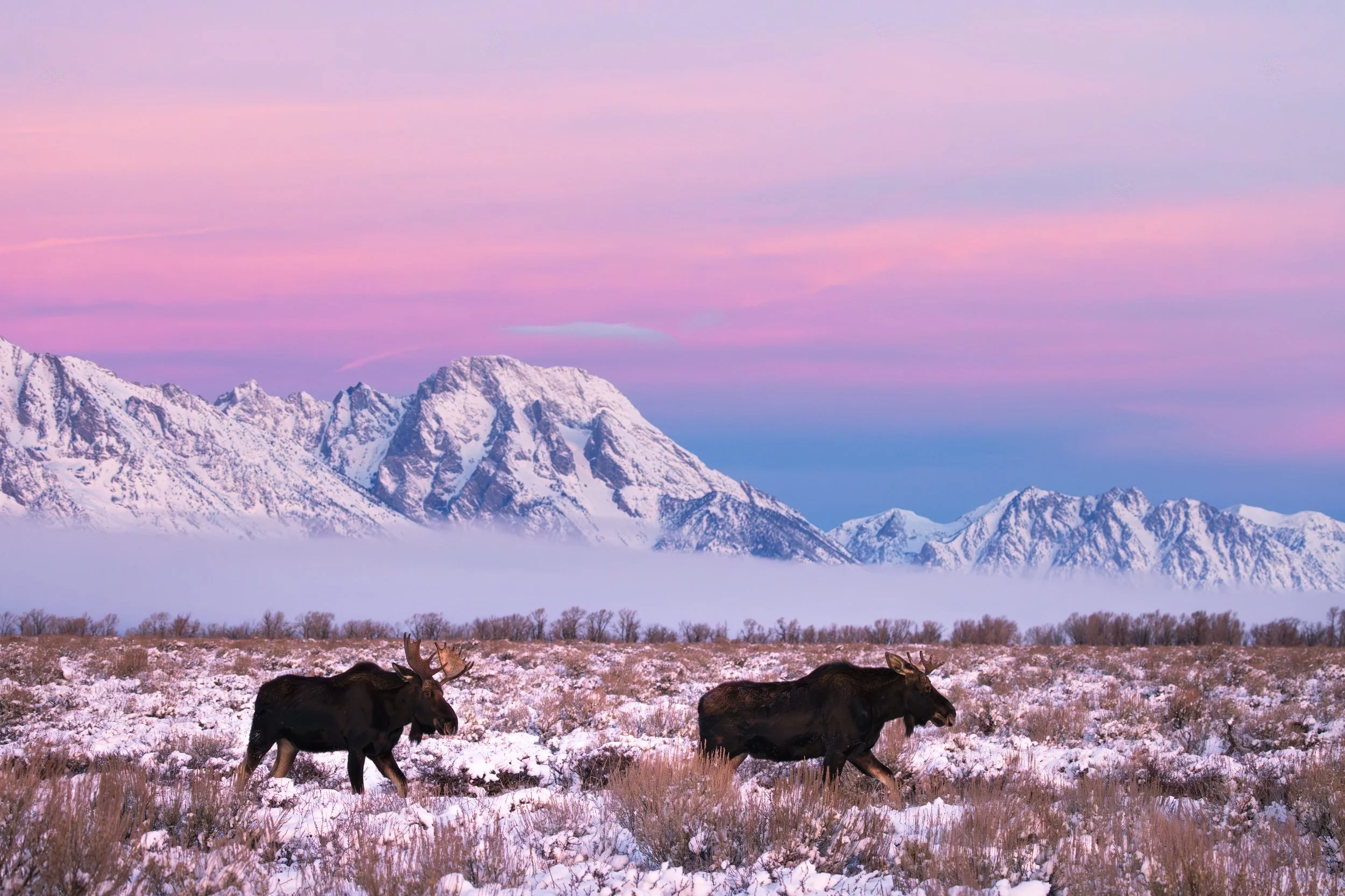 Wildlife-2.jpg