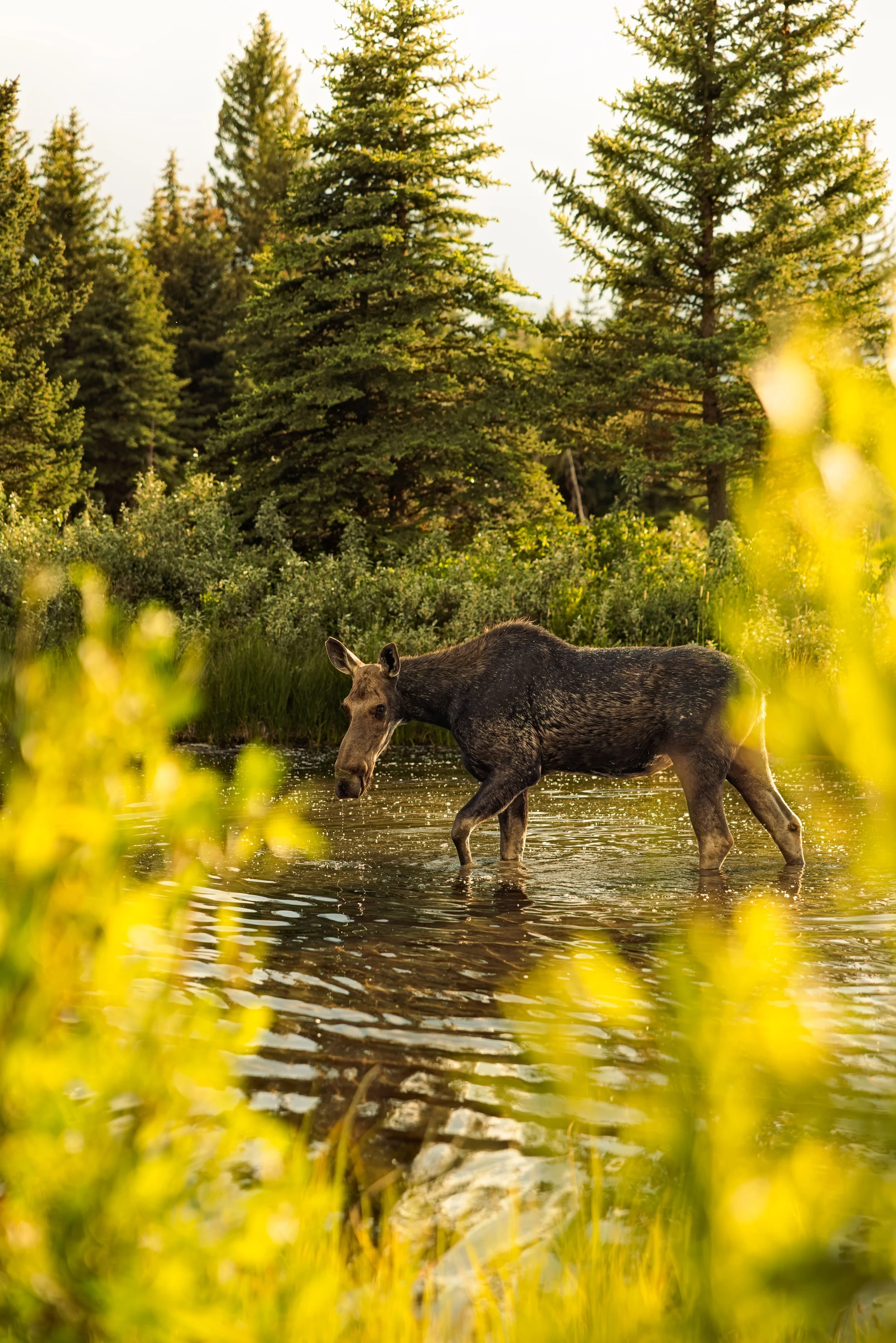 Wildlife-34.jpg