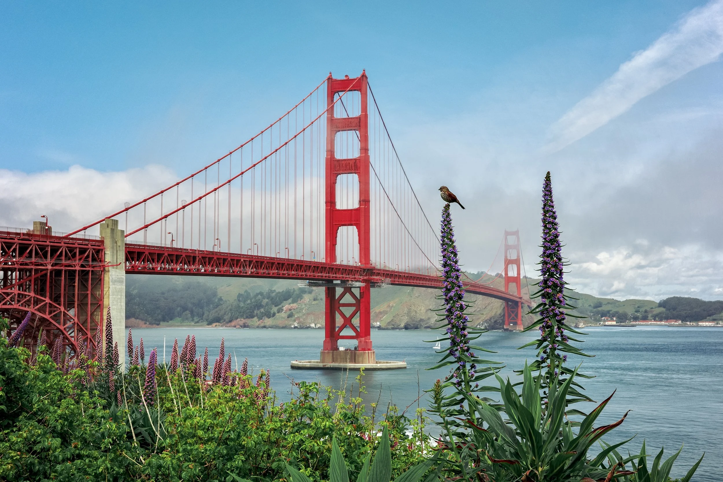 Bay Area-22.jpg