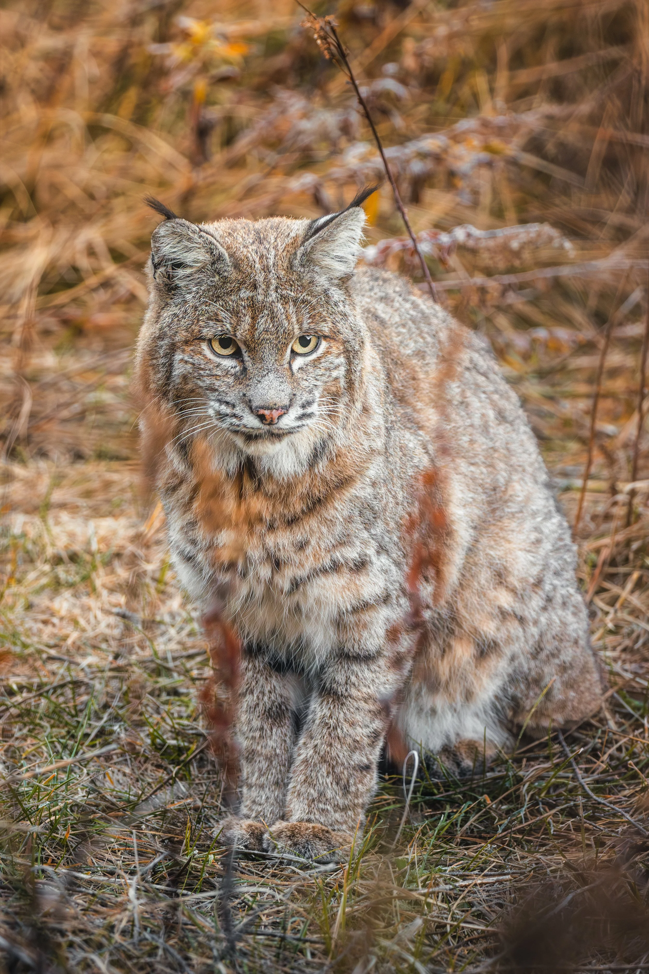 Wildlife-45.jpg