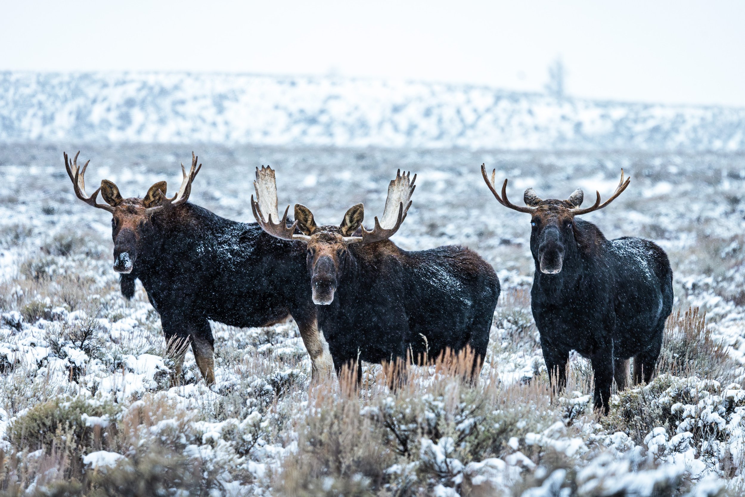 Wildlife-4.jpg