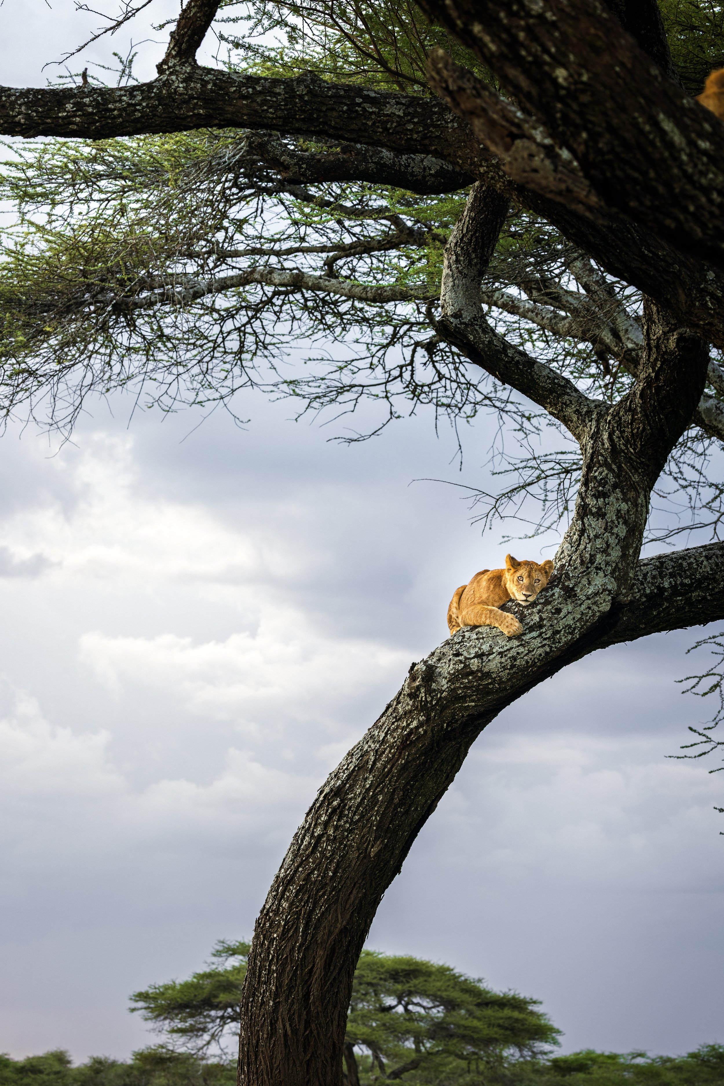 Wildlife-7.jpg