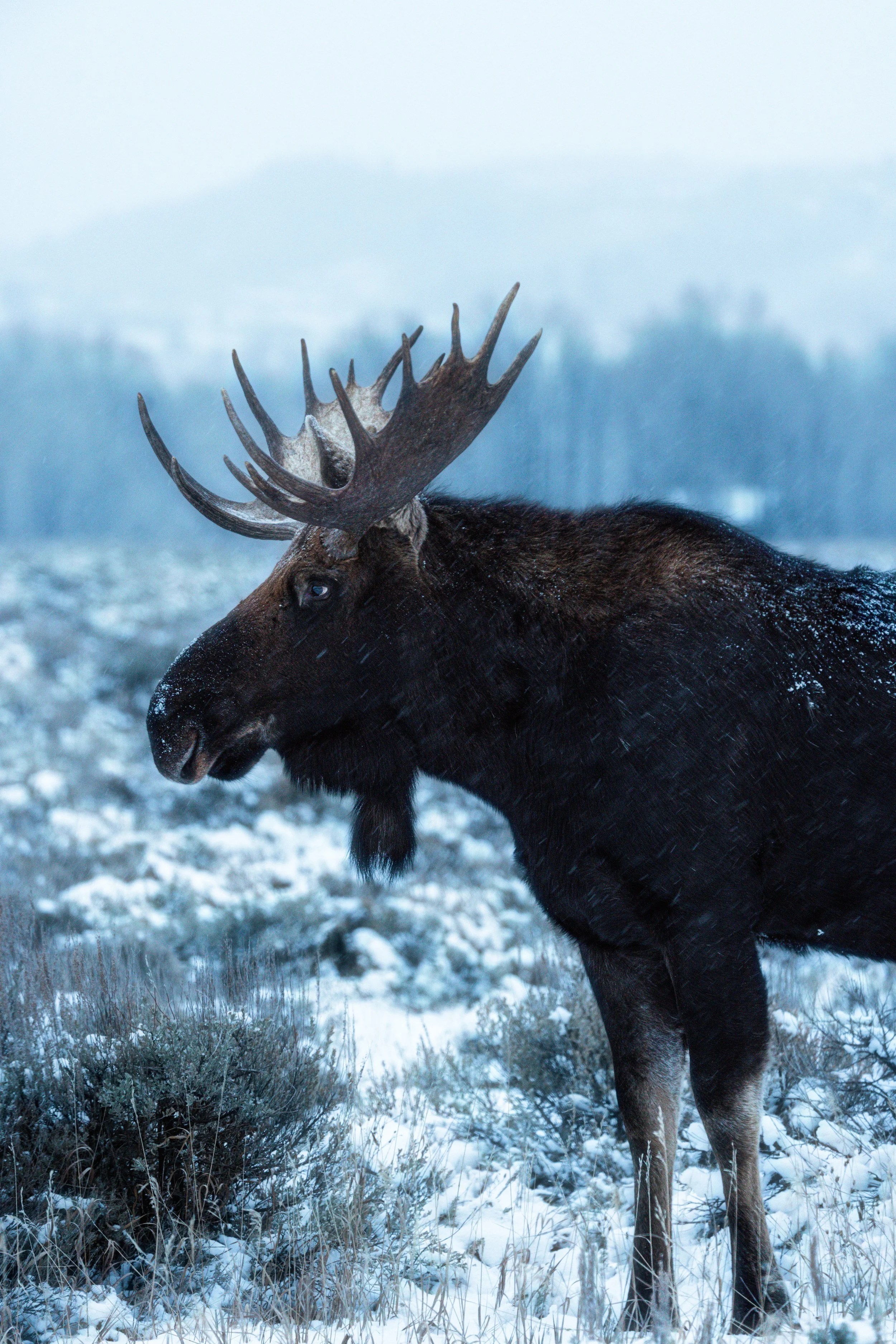 Wildlife-12.jpg