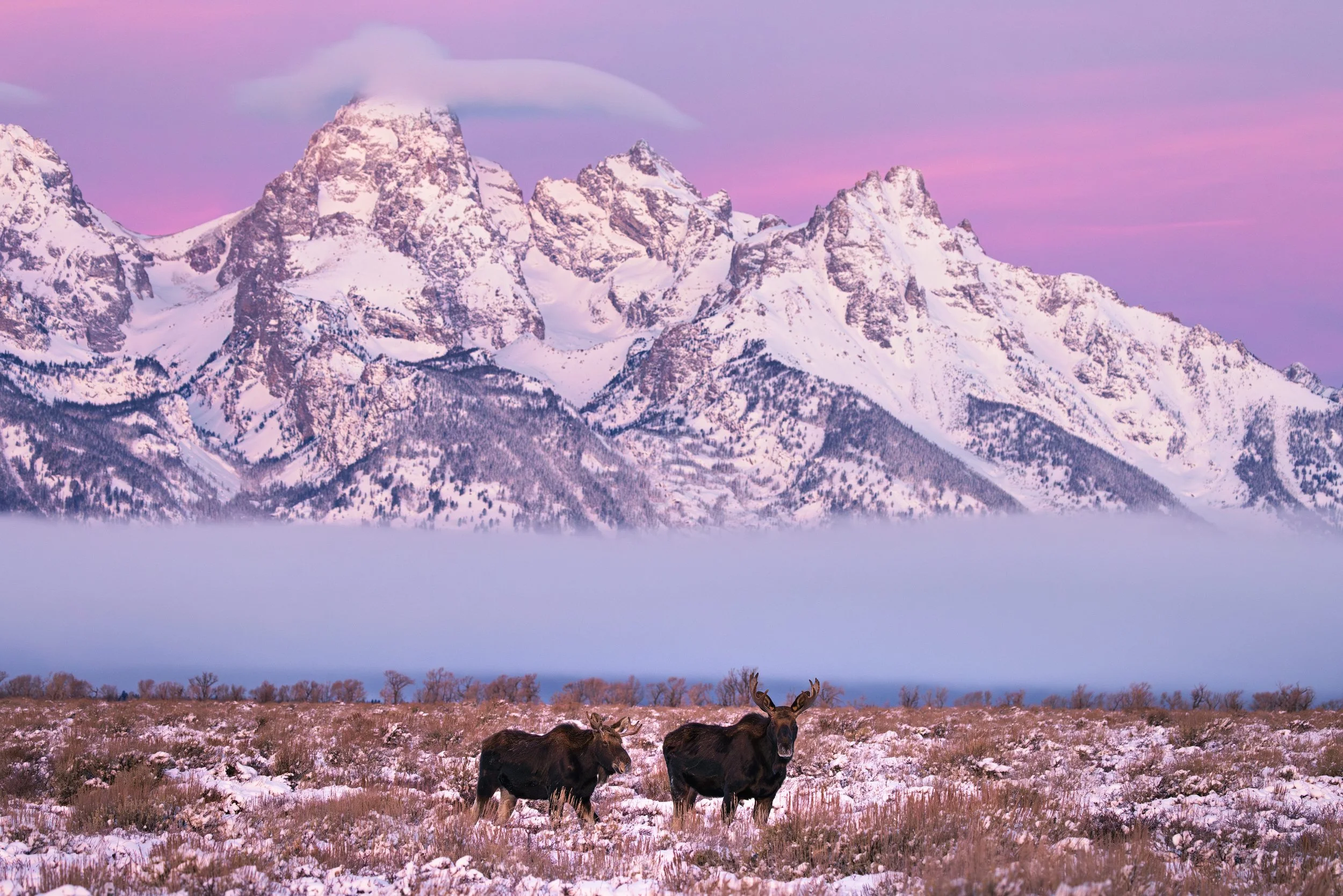 Wildlife-1.jpg