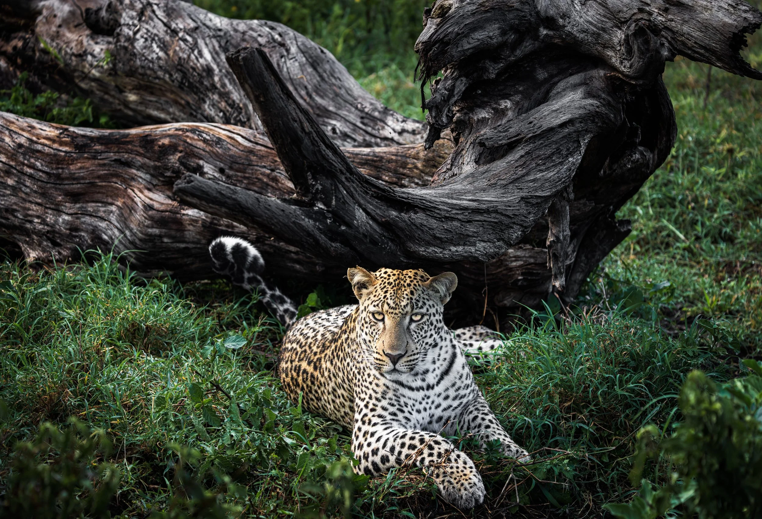 Wildlife-15.jpg