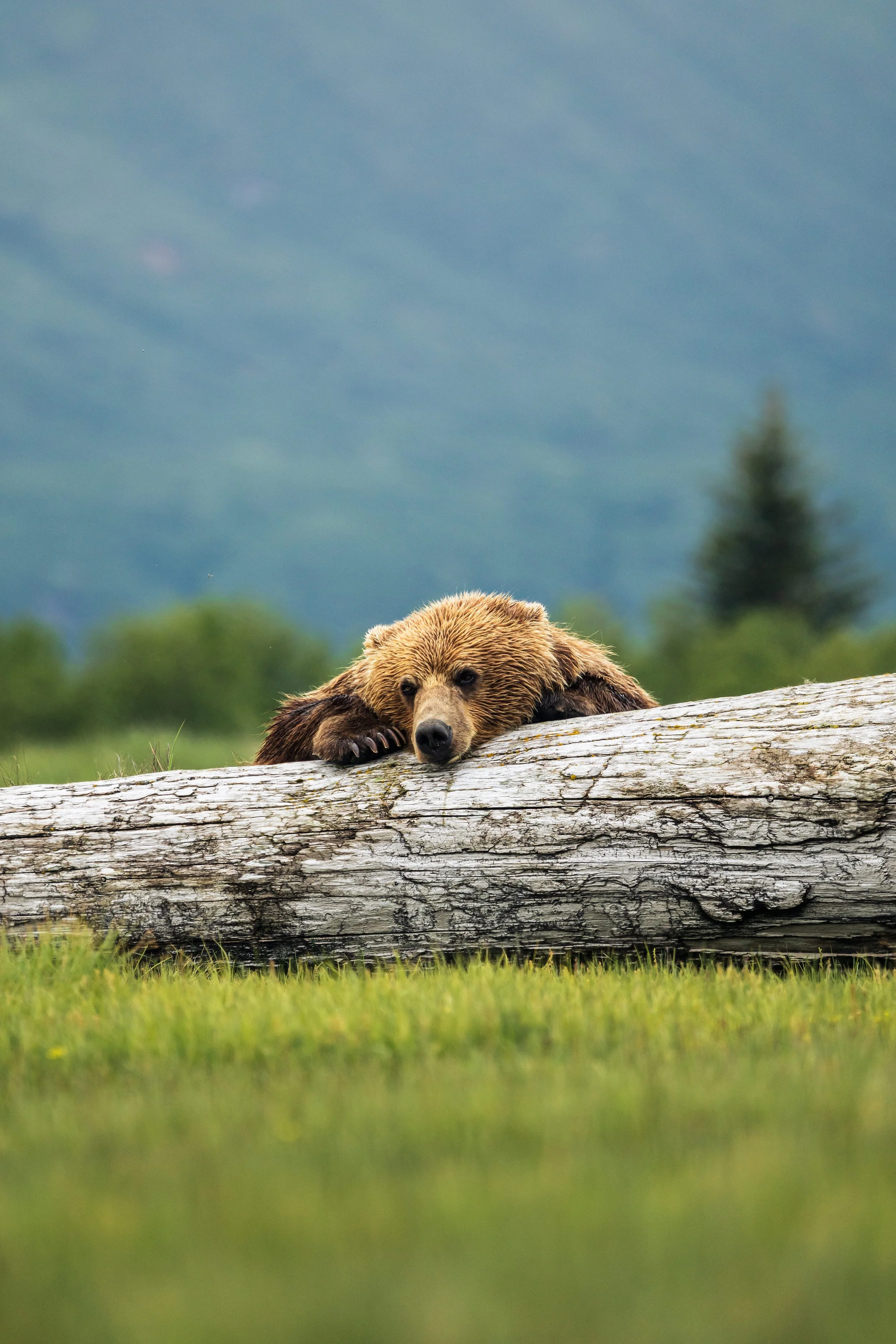 Wildlife-19.jpg