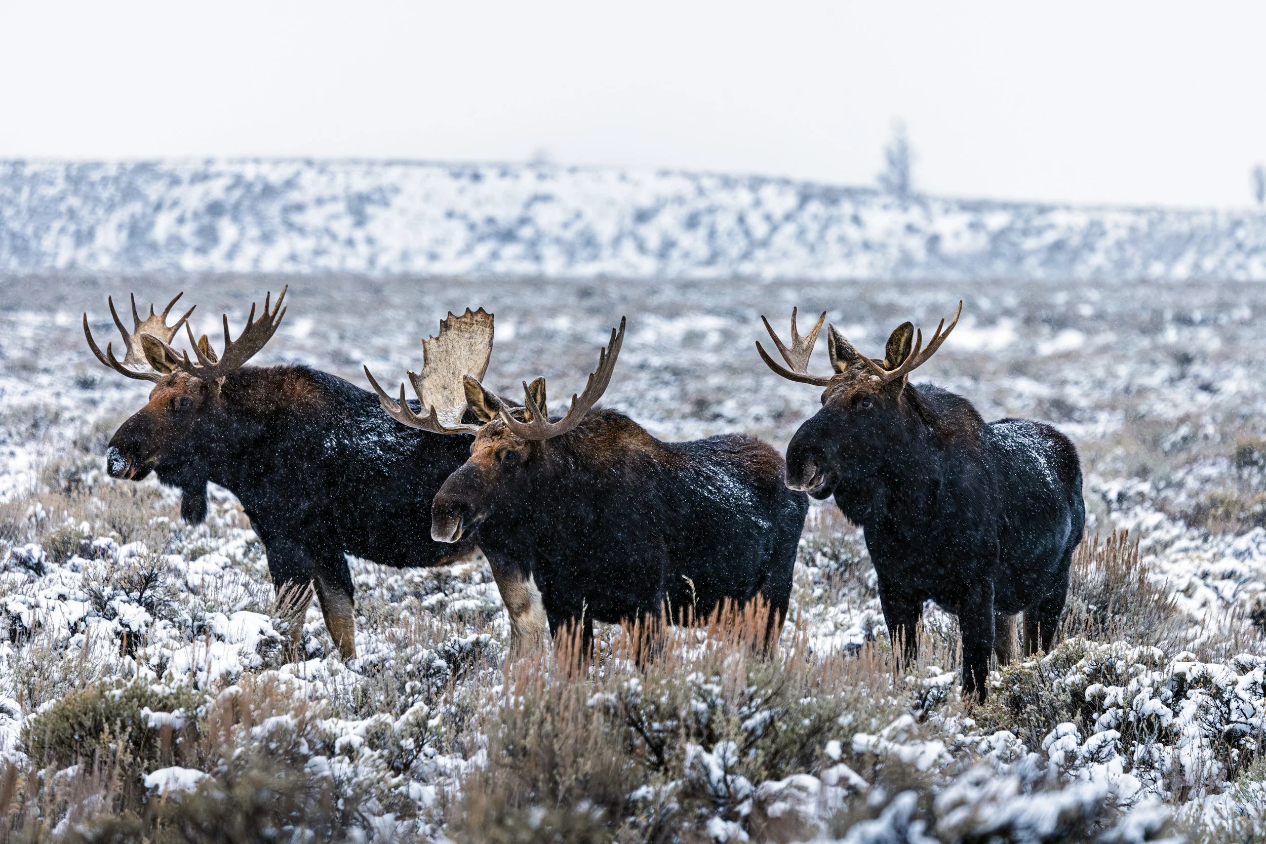 Wildlife-5.jpg