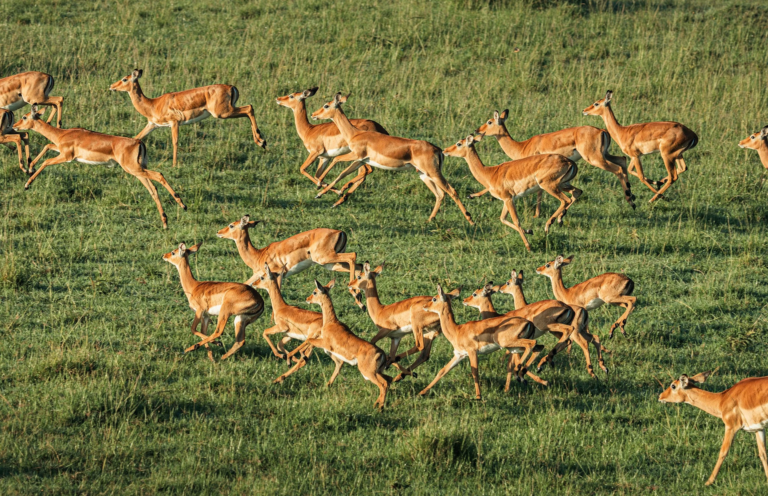 Wildlife-50.jpg