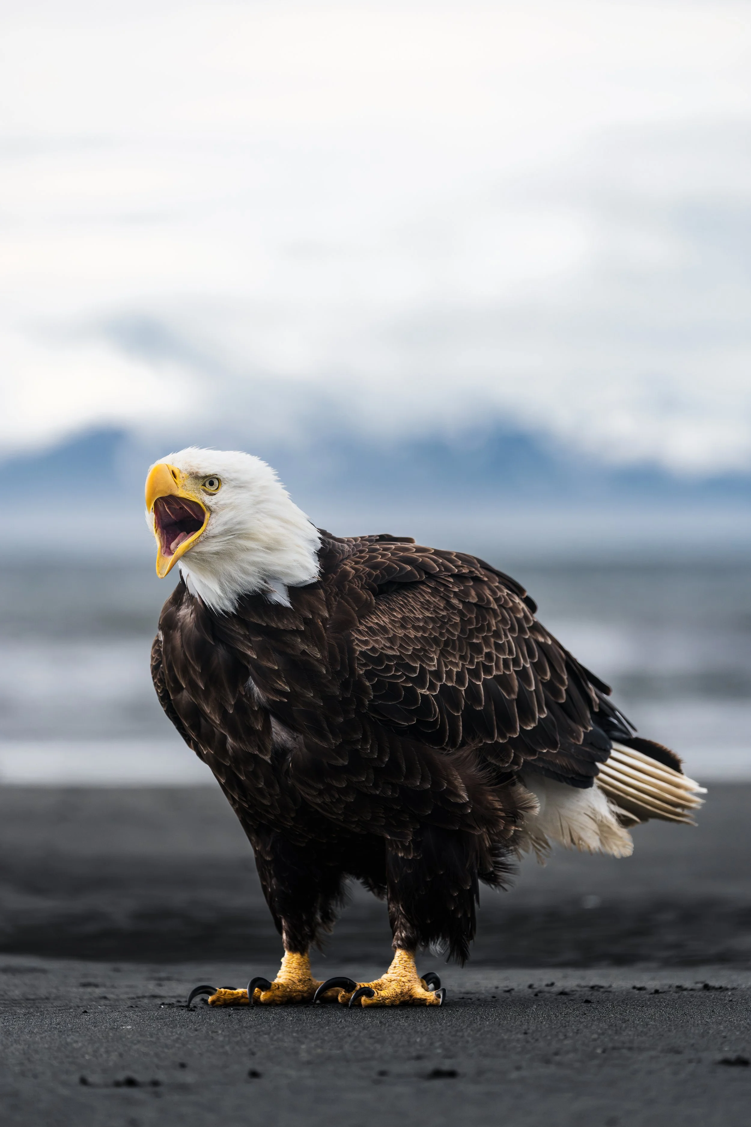 Wildlife-42.jpg