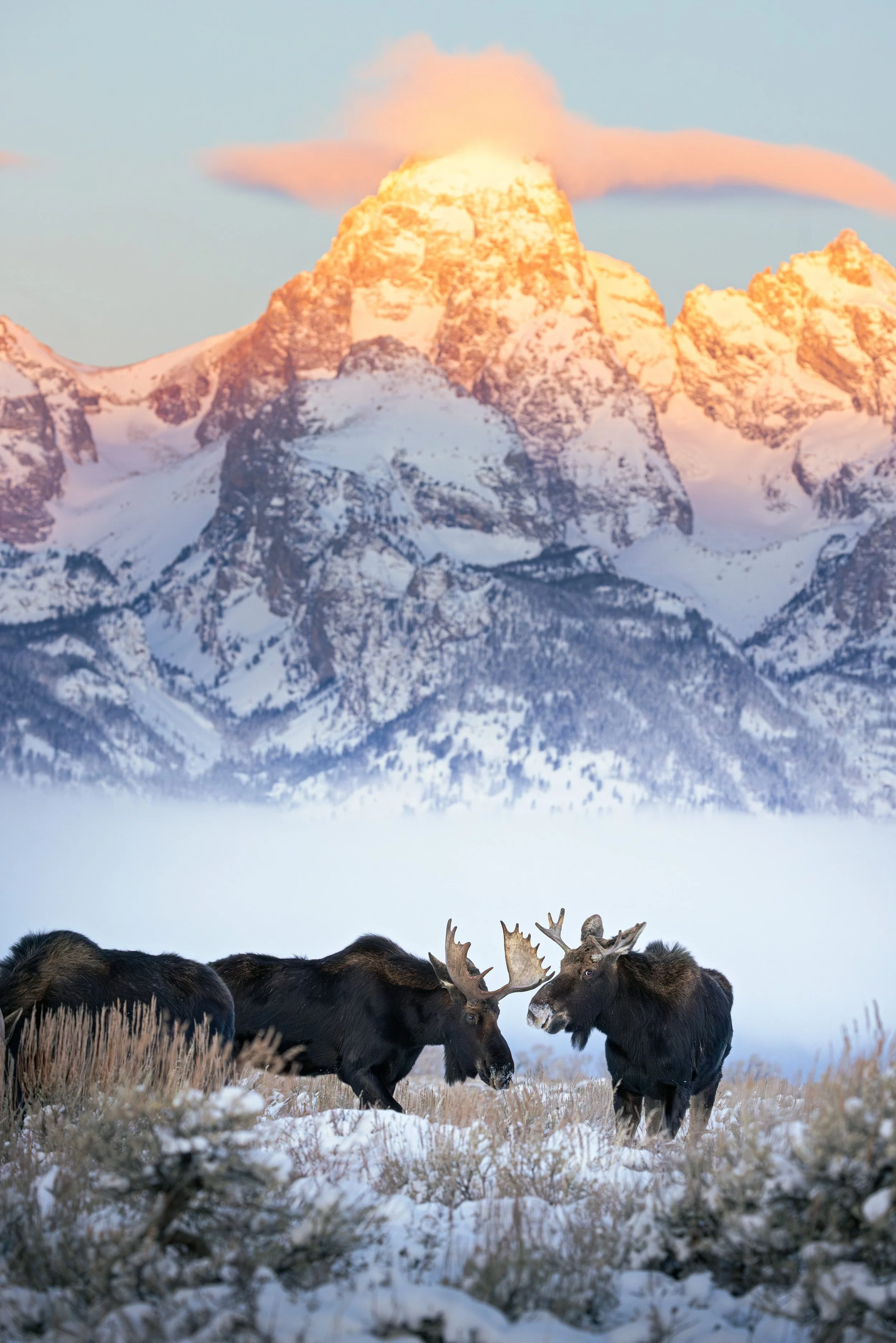 Wildlife-8.jpg