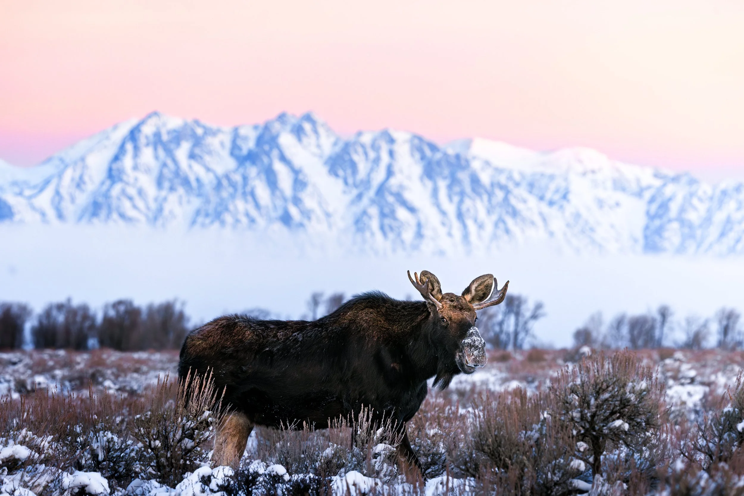 Wildlife-25.jpg