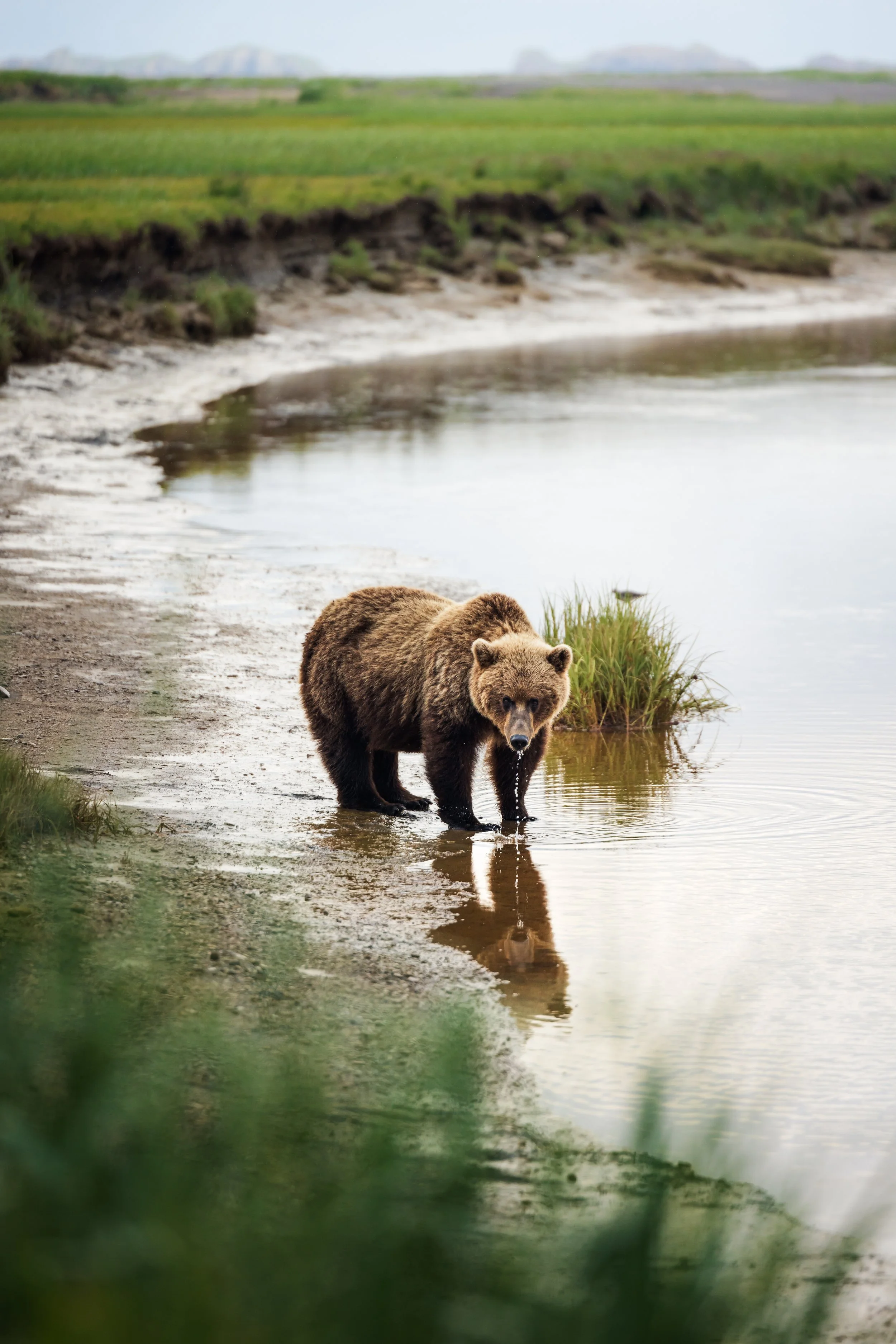 Wildlife-43.jpg