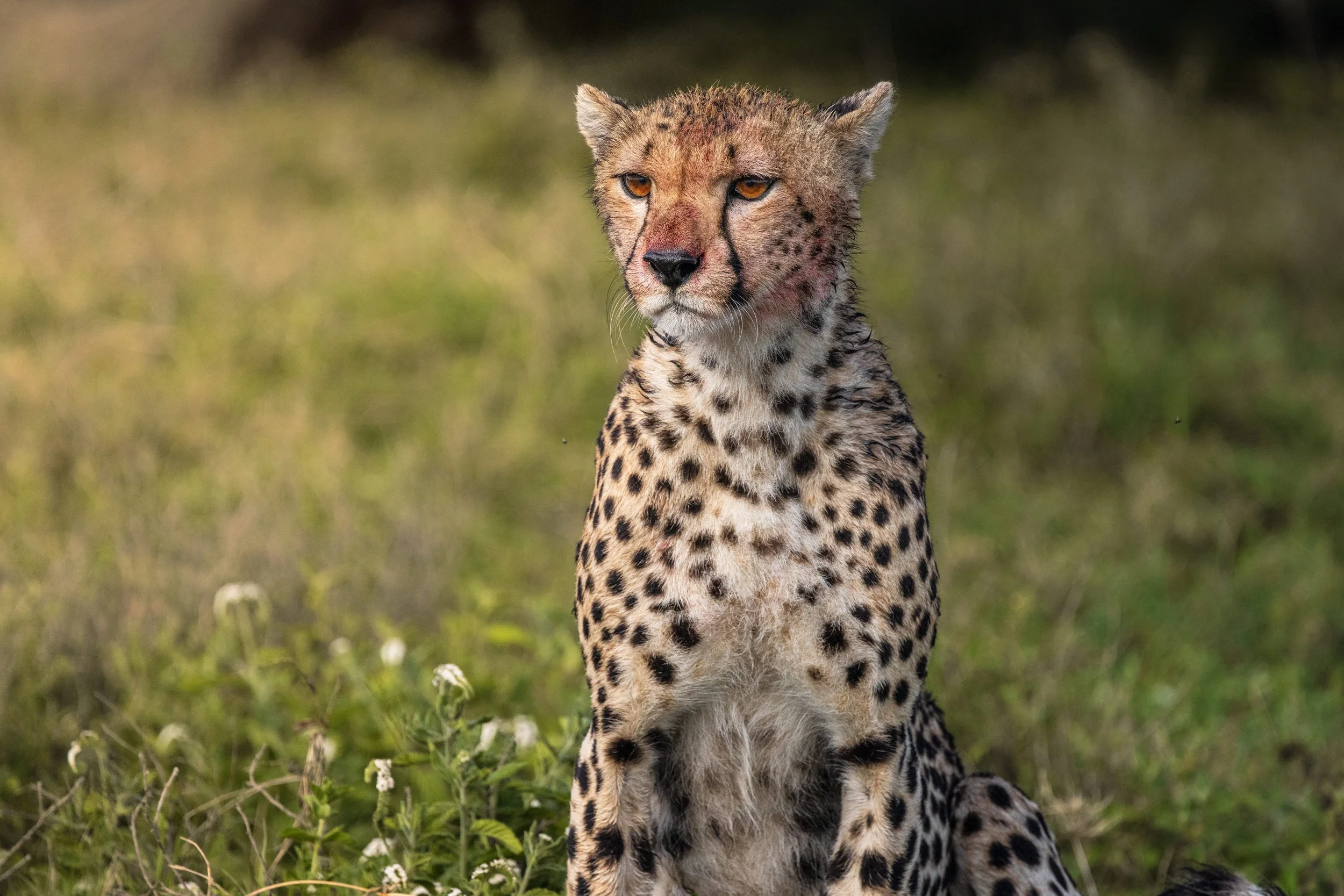 Wildlife-16.jpg