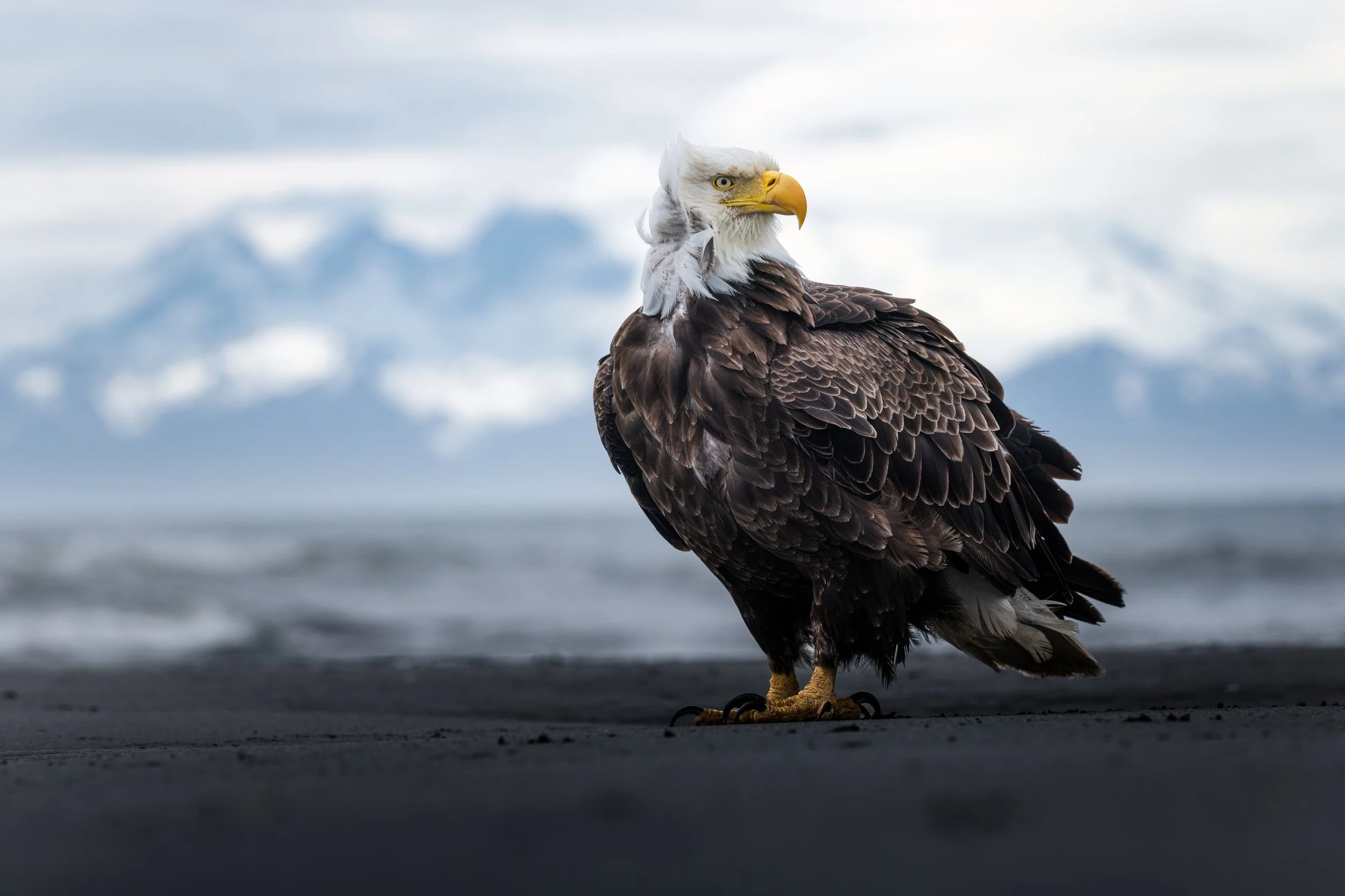 Wildlife-44.jpg