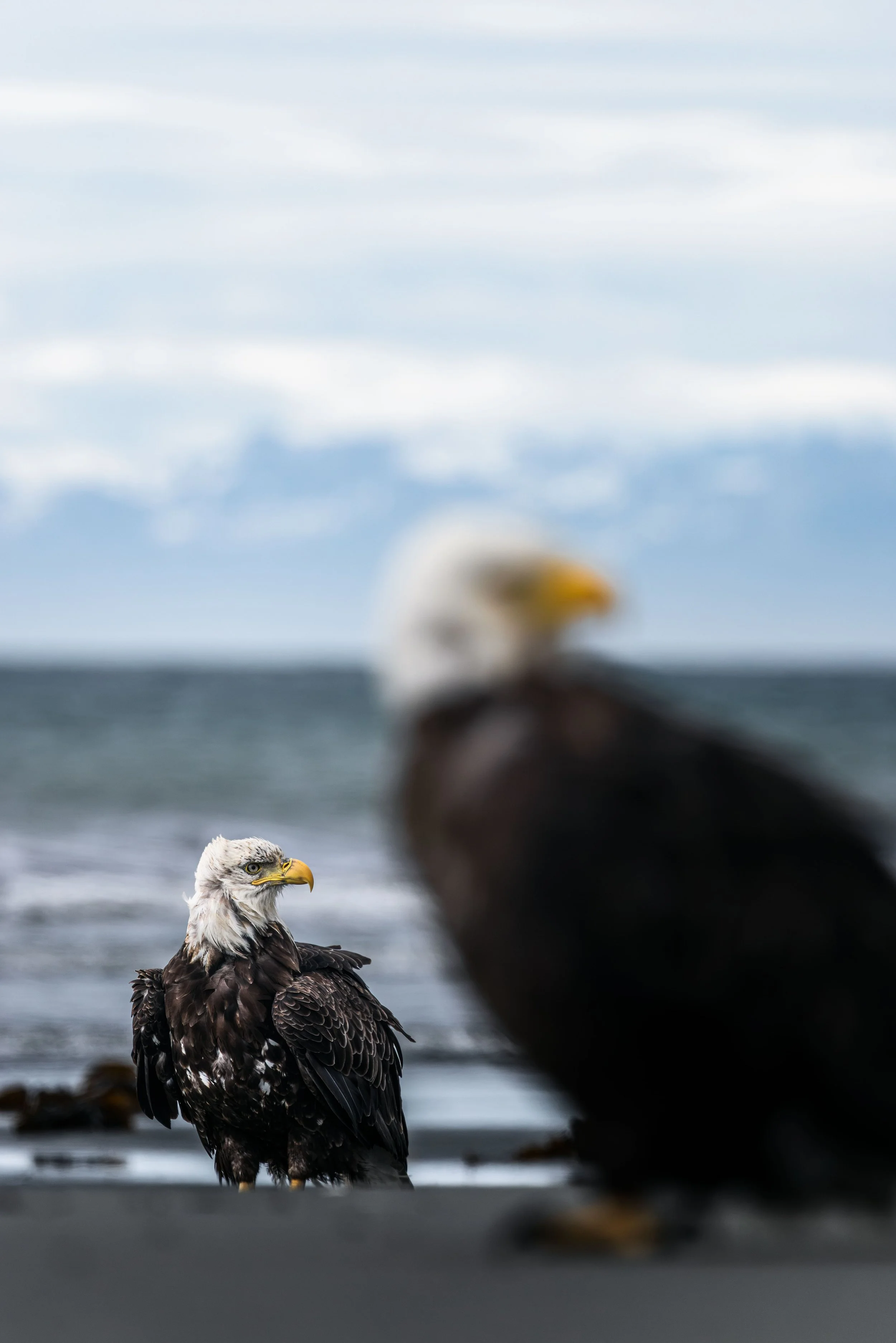 Wildlife-24.jpg