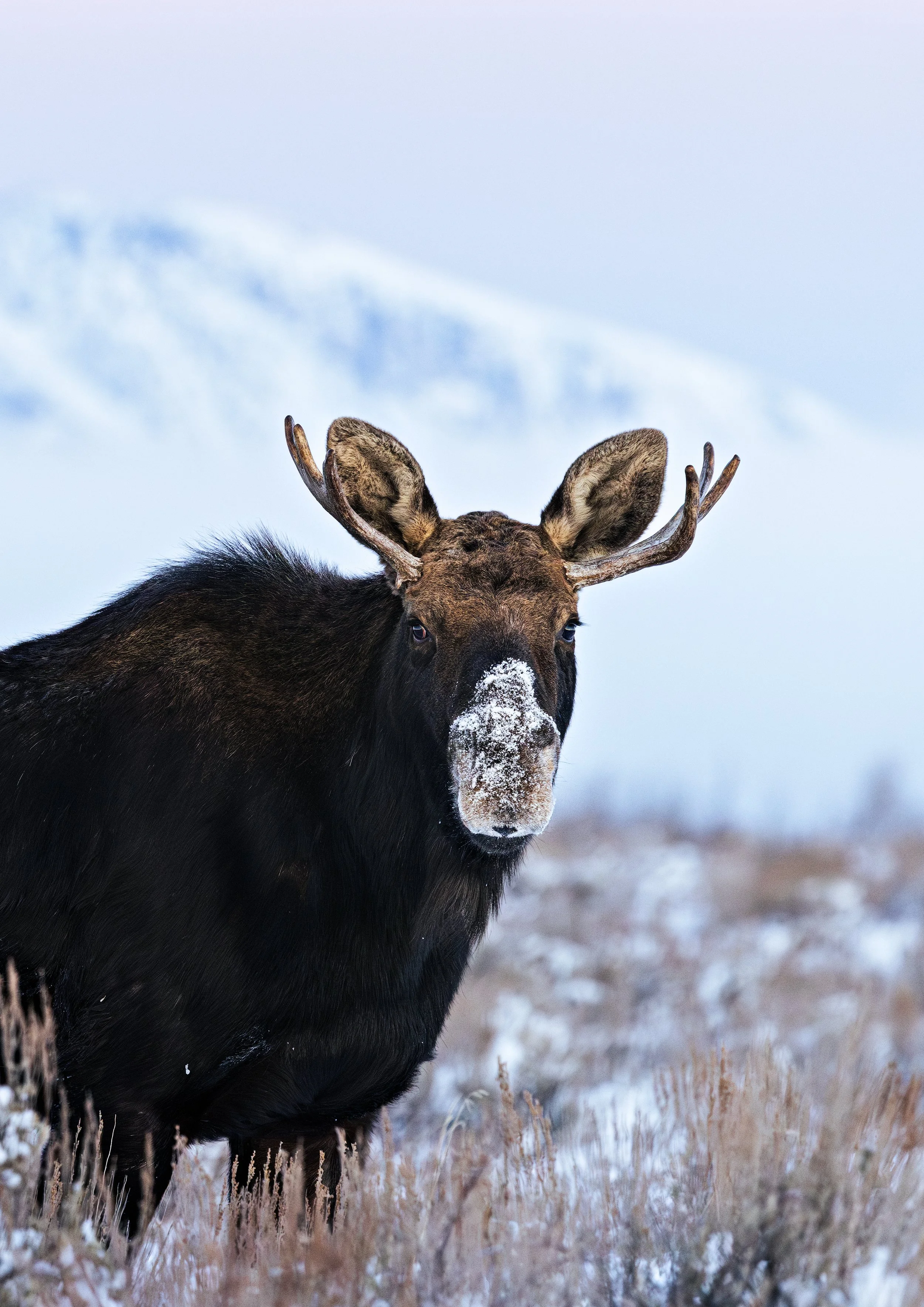 Wildlife-54.jpg