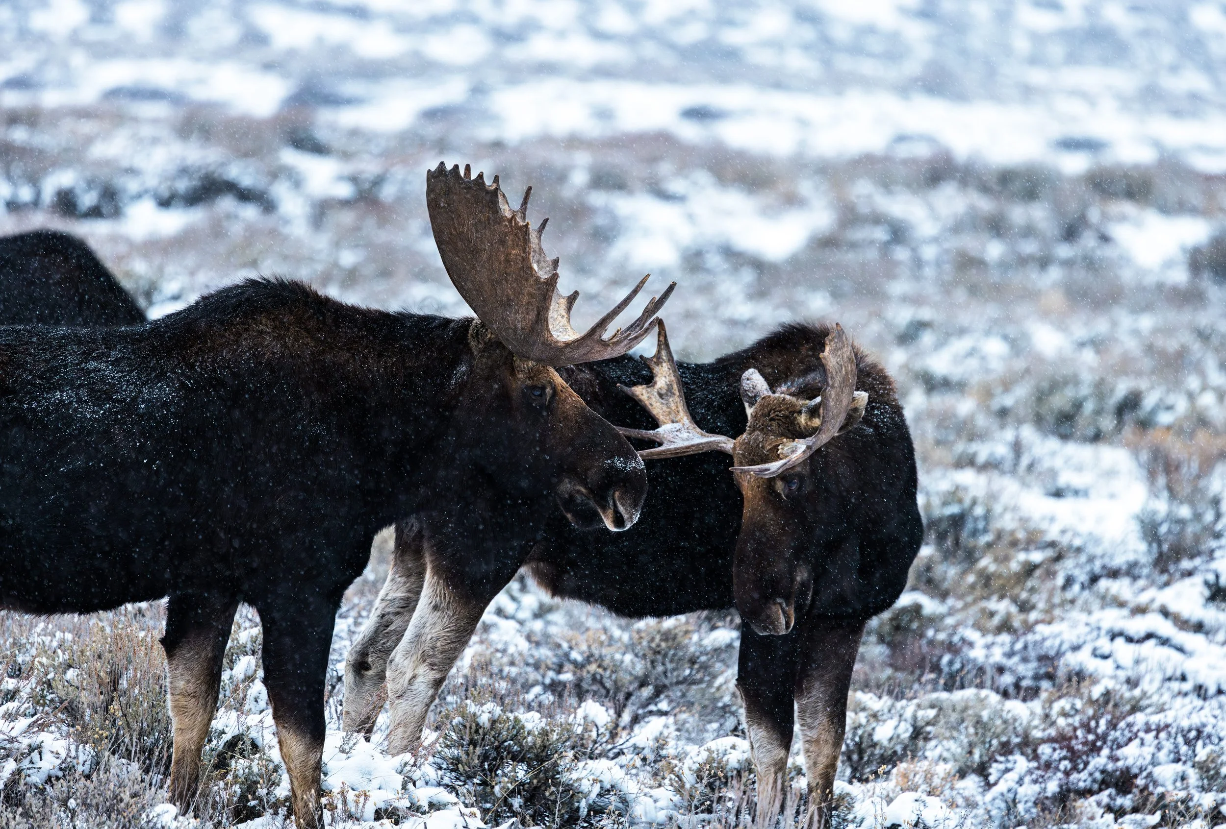 Wildlife-9.jpg
