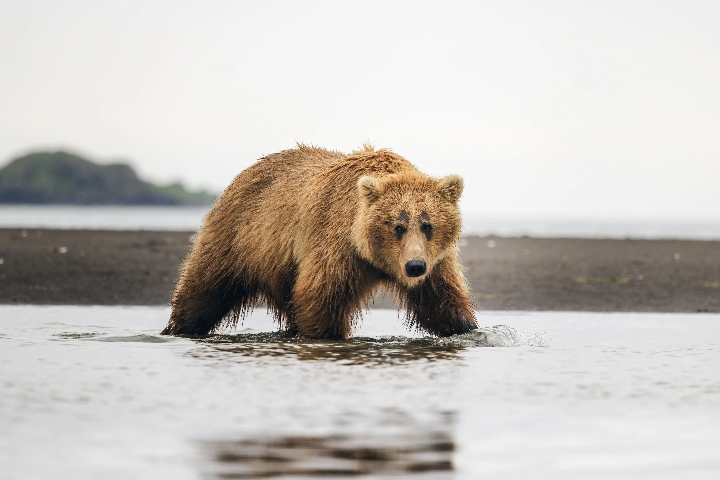 Wildlife-33.jpg