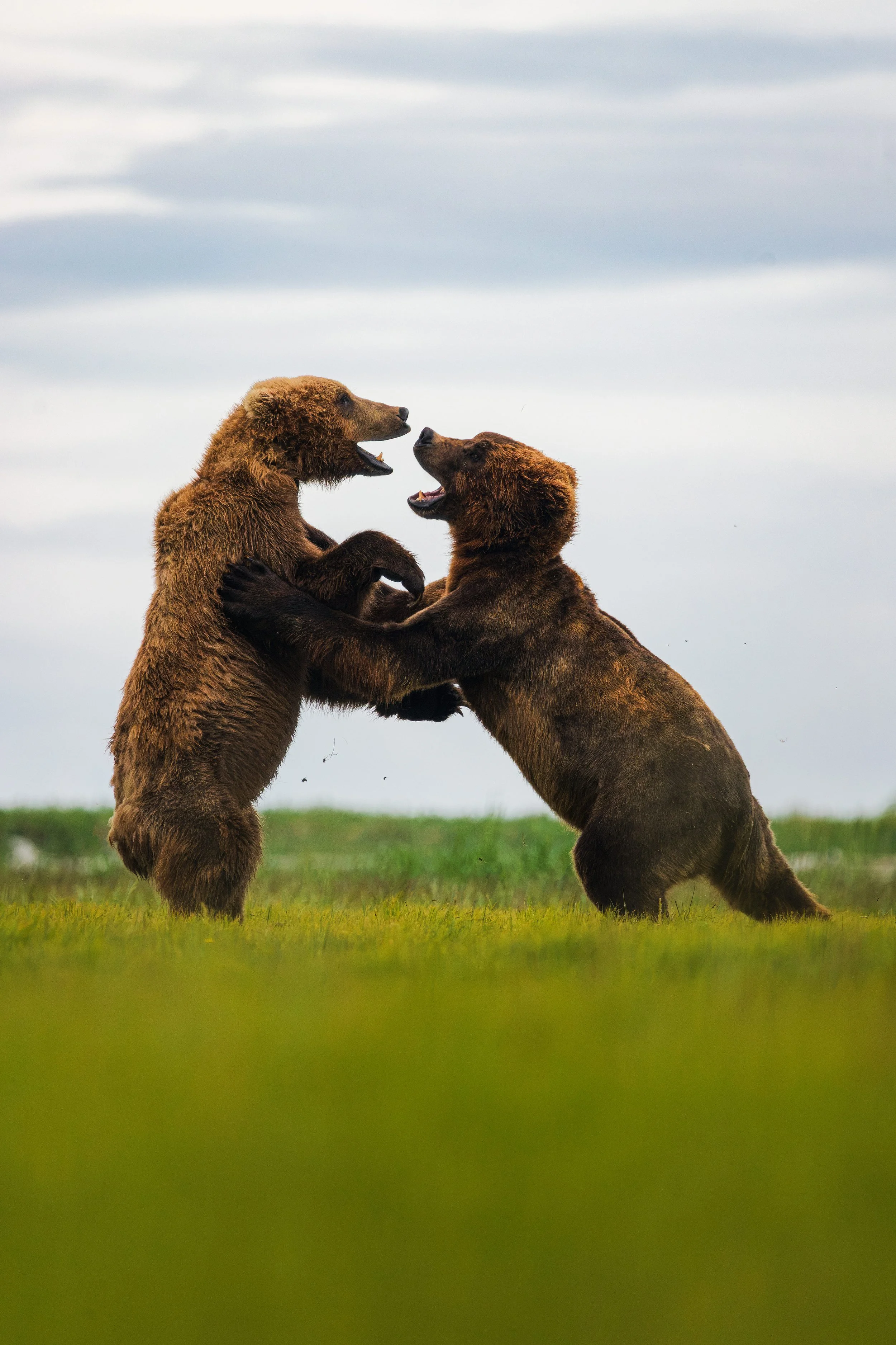 Wildlife-14.jpg