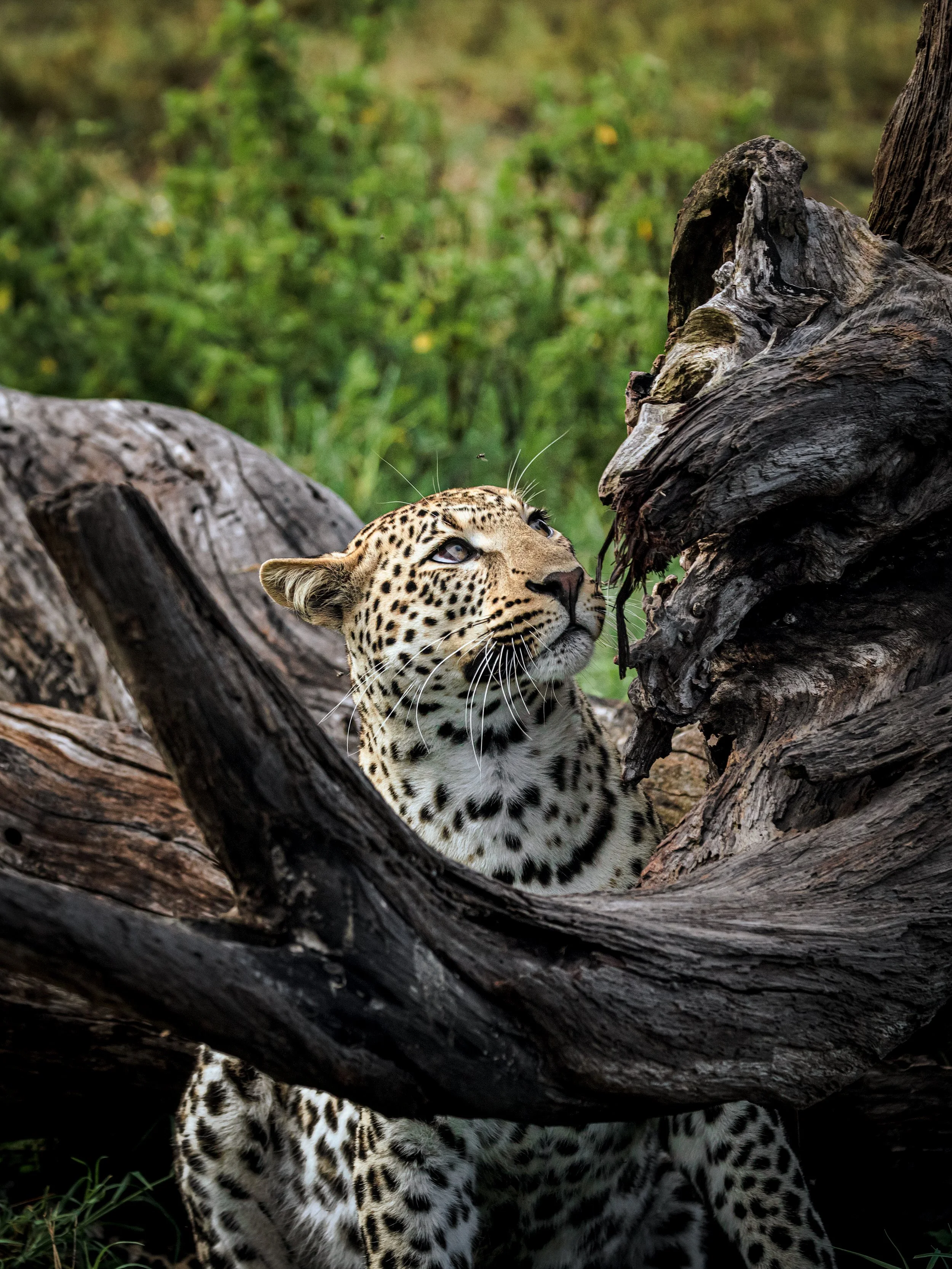 Wildlife-47.jpg