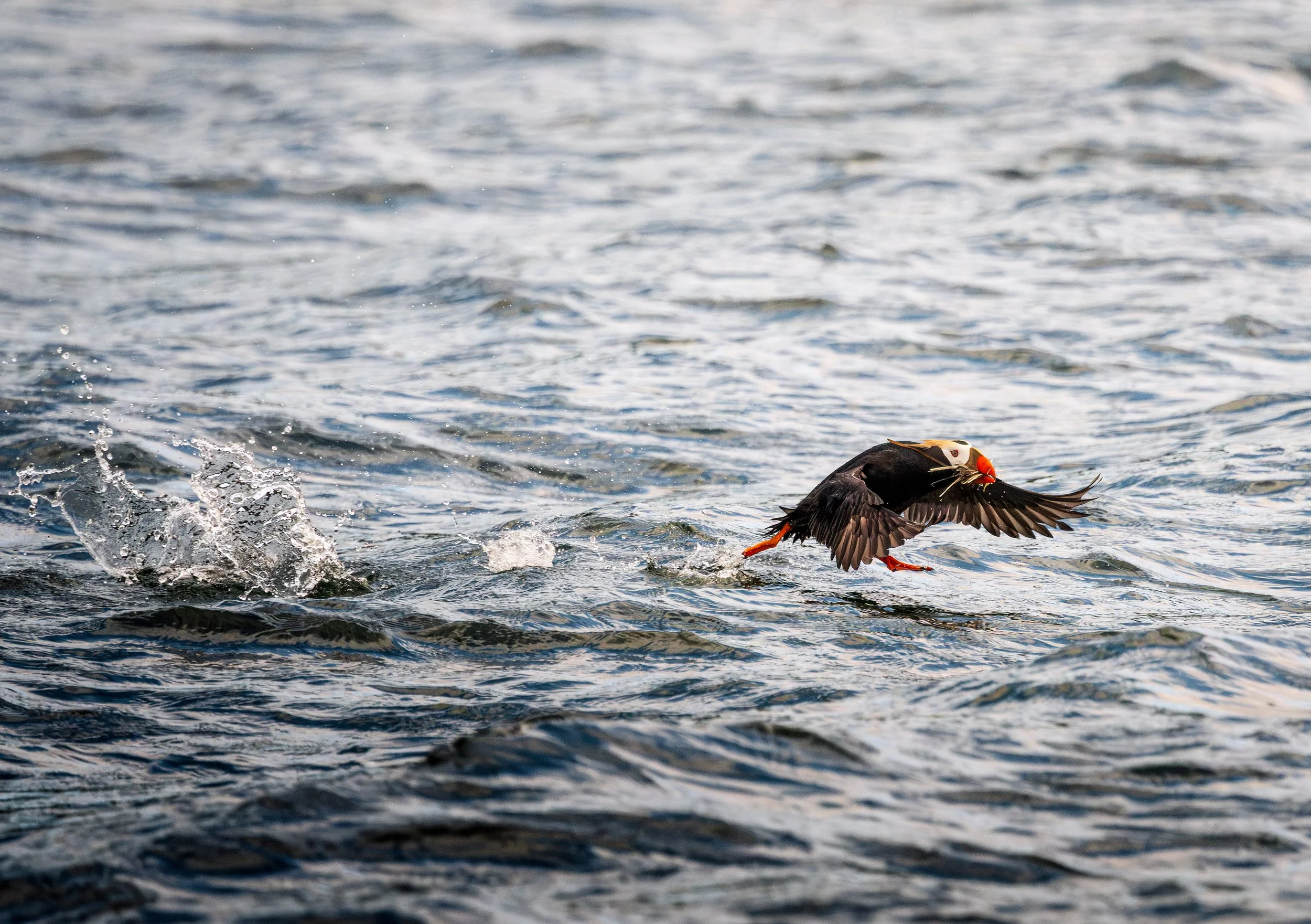 Wildlife-51.jpg