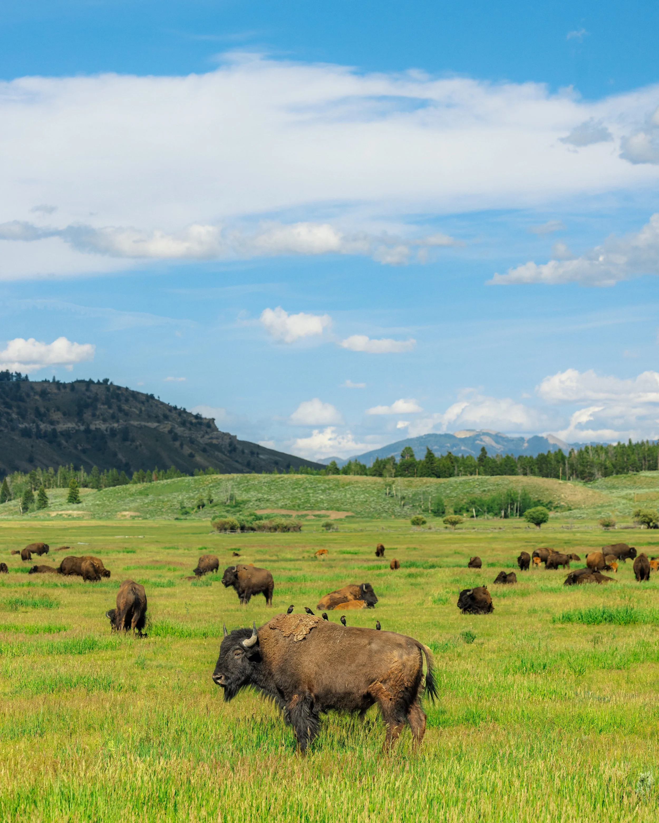 Wildlife-27.jpg