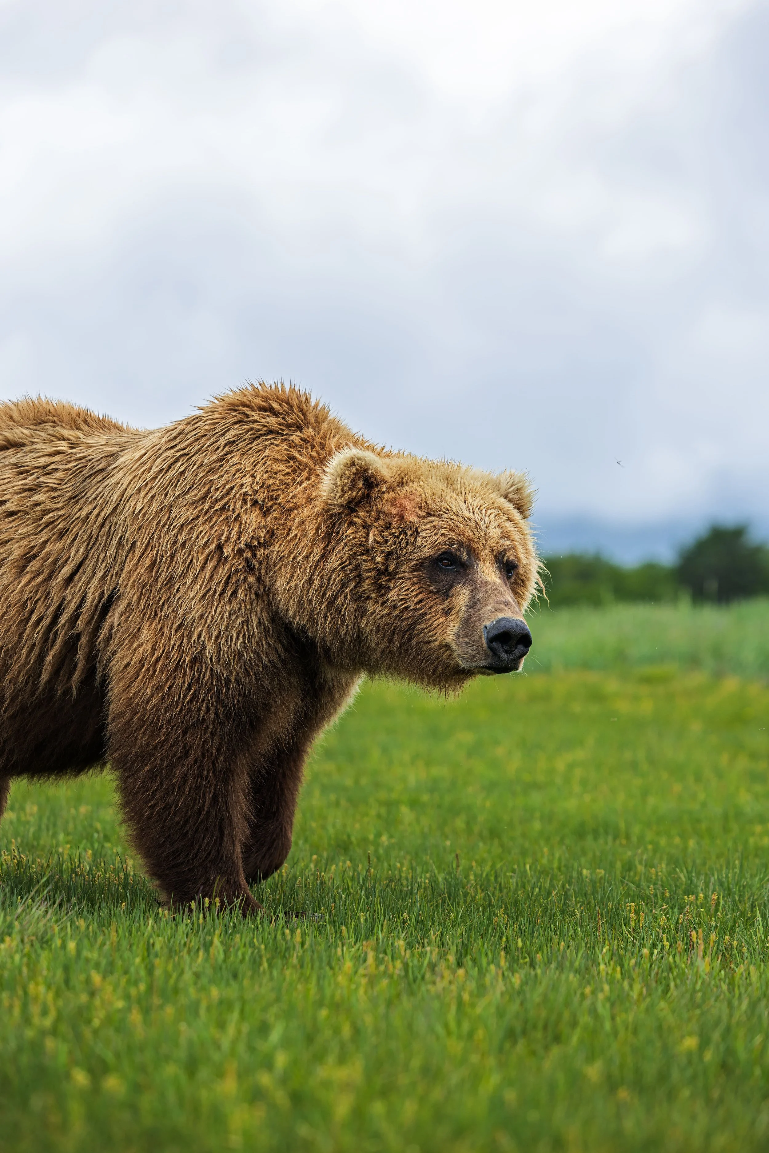 Wildlife-23.jpg