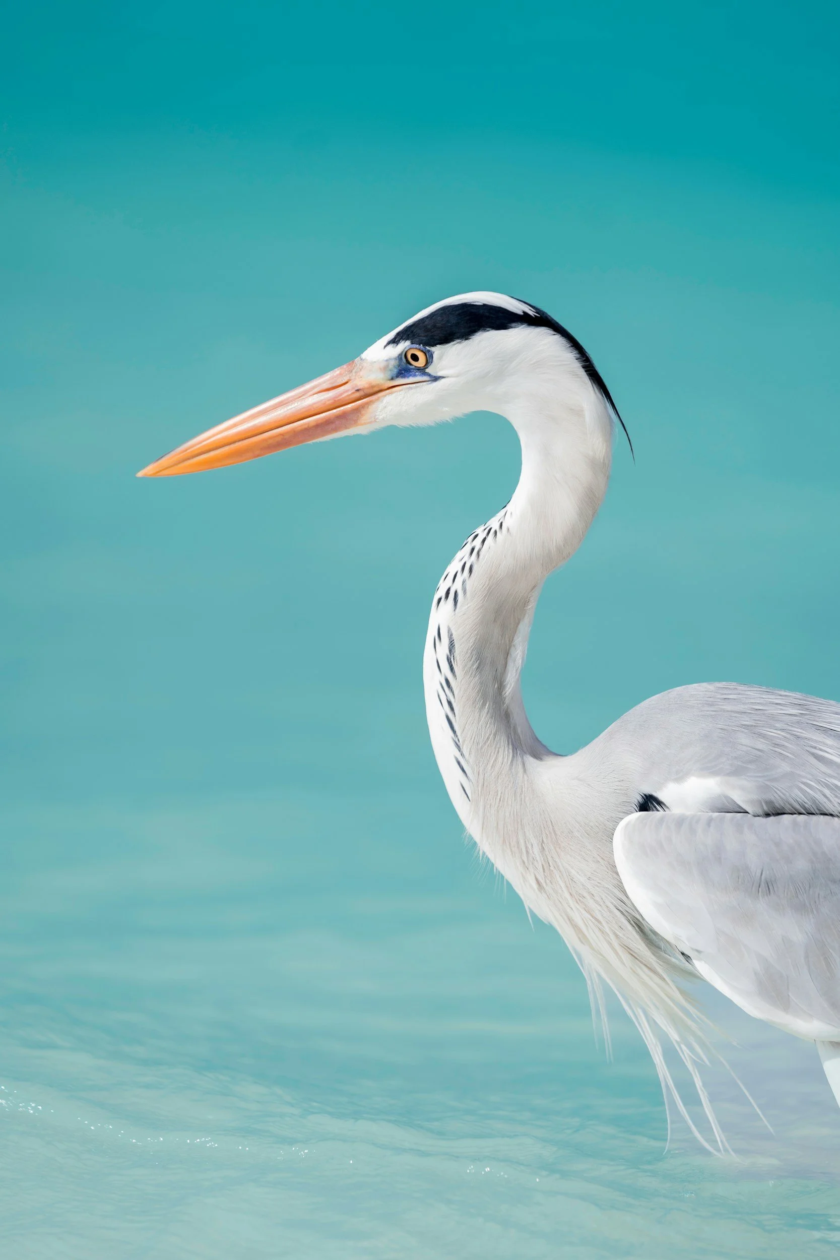 A close-up of a great blue heron standing in water with a blurred blue-green background.