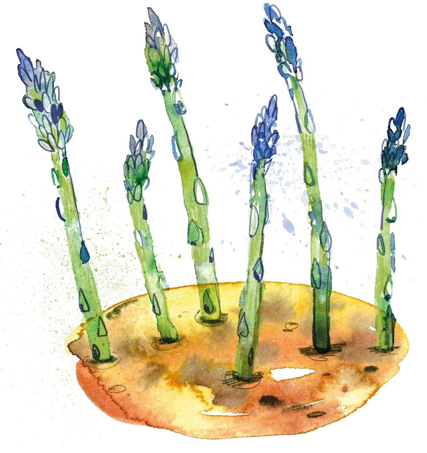 Aquarellillustration von Grünem Spargel der aus dem Boden sprießt – Aquarell und digitale Zeichnung. Die Illustration wurde für das Bioterra Magazin erstellt, und zeigt einen lockeren Stil. Sie gehört in die Kategorie Foodillustration.
