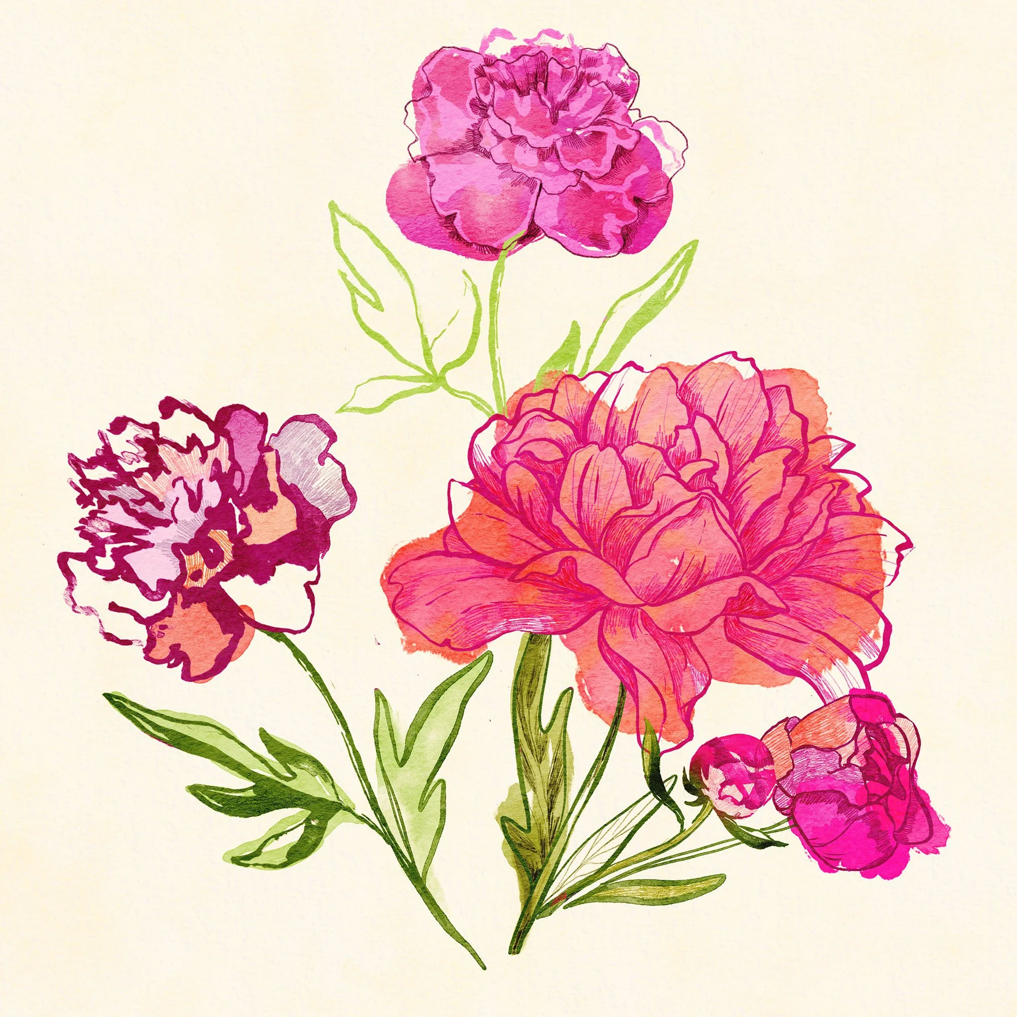 Bouquet aus verschiedenen Pfingstrosen – Mixed Media. Die Illustration wurde für ein Package Design entworfen, und zeigt ein lockeres Bouquet aus Pfingstrosen. Sie gehört in die Kategorie florale Illustration.