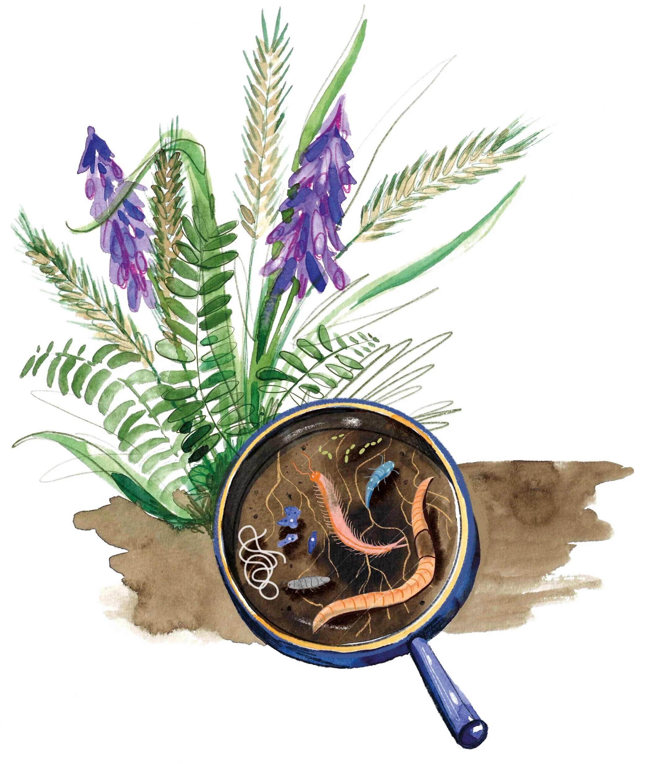 Eine Lupe, die das Innere eines gesunden Bodens zeigt. Man sieht lila Pflanzen und im Boden Würmer und Mikroorganismen – Aquarell und digitale Zeichnung. Die Illustration wurde für das Bioterra Magazin erstellt und zeigt Flora und Fauna auf Mikroeben