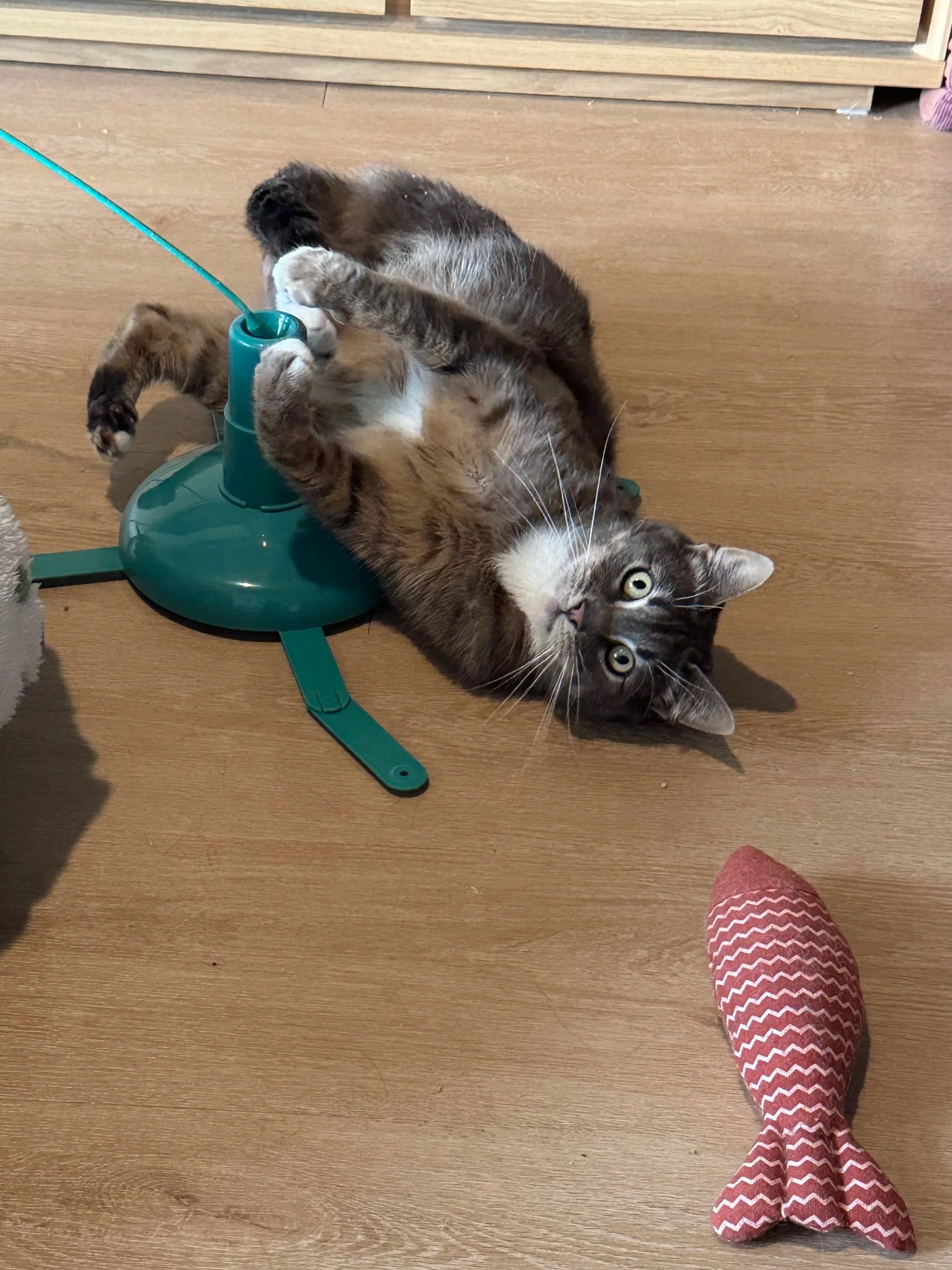 A gray tabby kitten laying on its back on a wooden floor, playing with a green toy that has a blue stick attached.