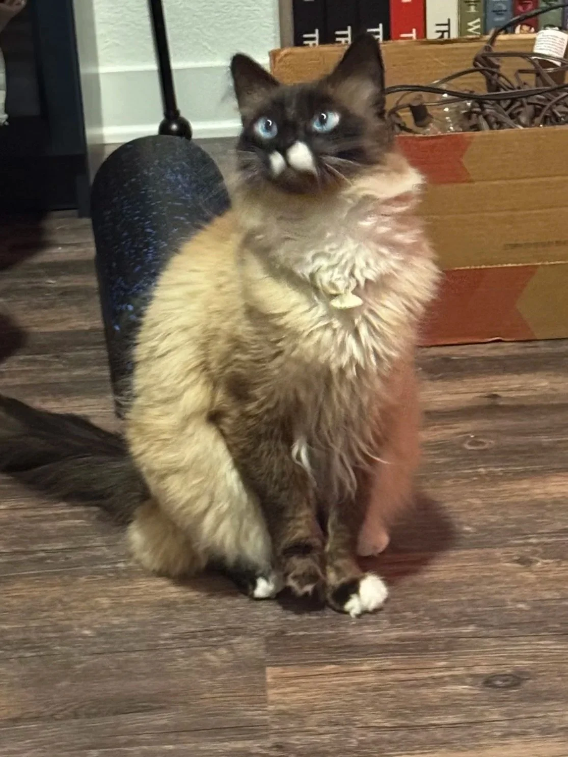 A fluffy Siamese cat with striking blue eyes sitting on a wooden floor near a box of tangled cords and books.